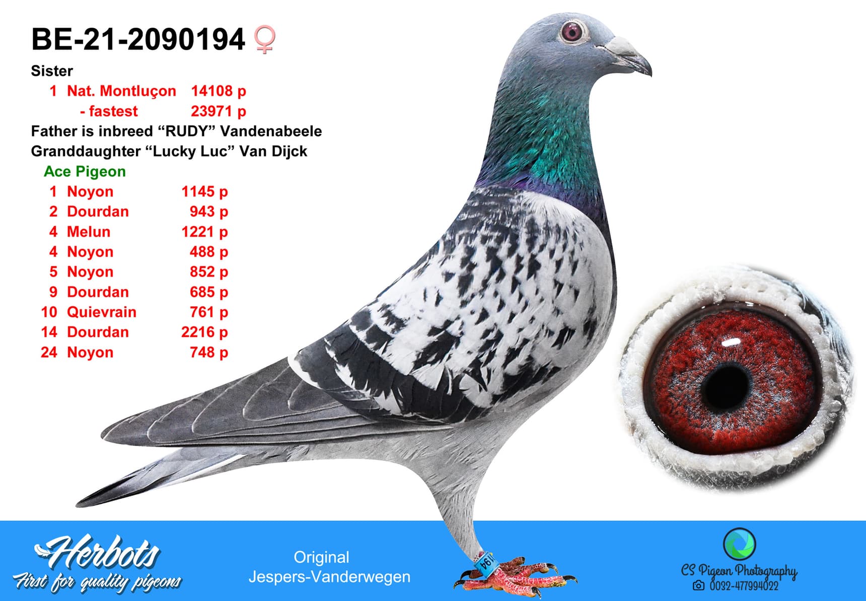 pigeon: undefined