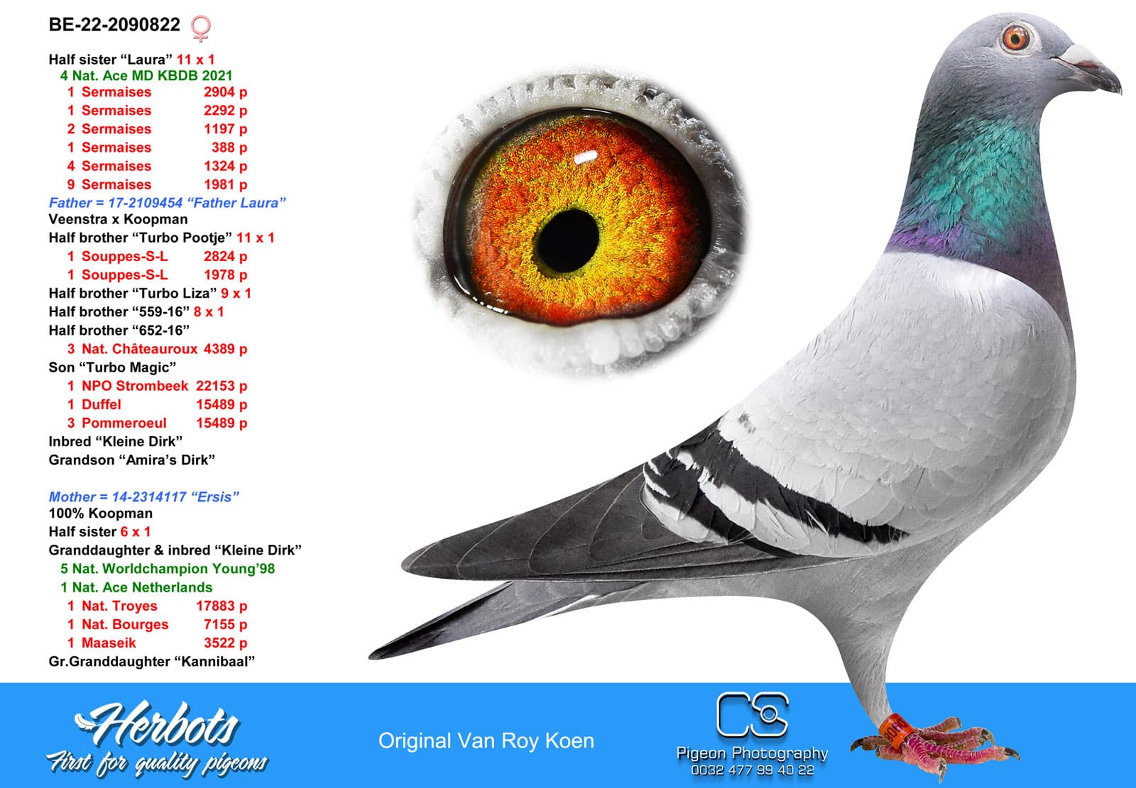 pigeon: Half sister Laura