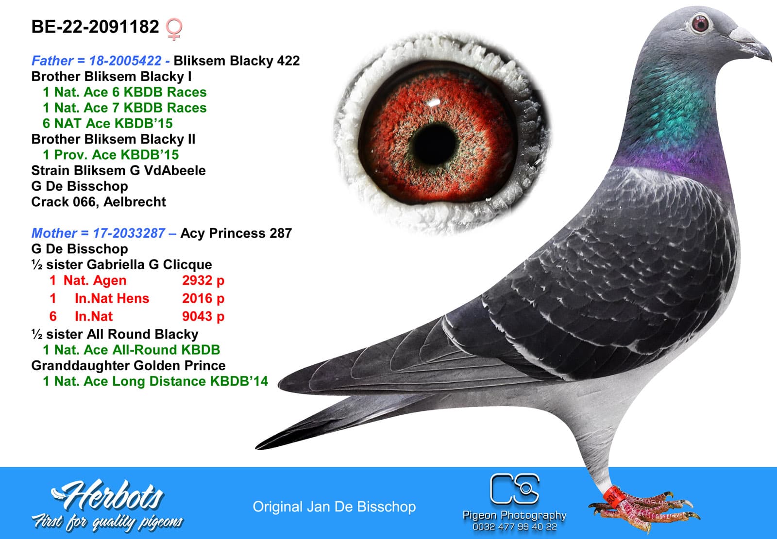 pigeon: Bliksem Blacky 422 x Acy Princess 287