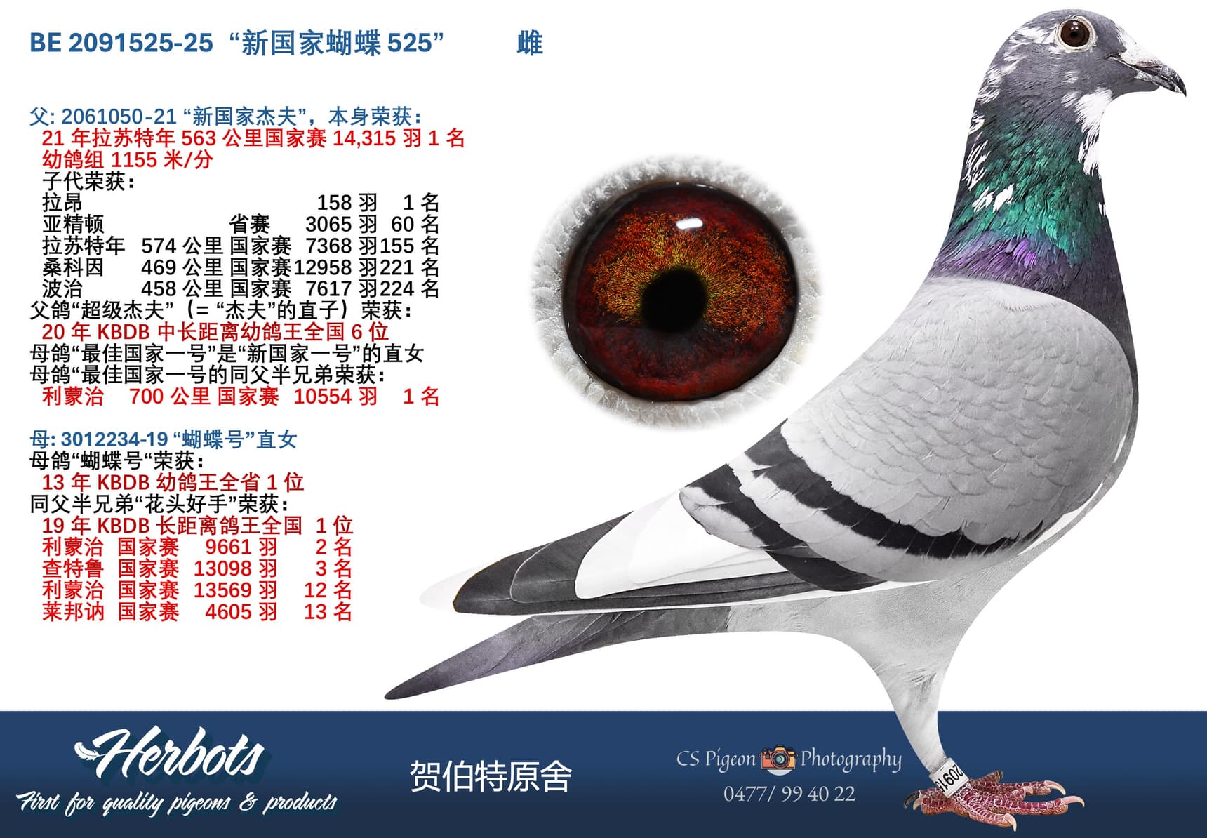 pigeon: “新国家蝴蝶 525”
