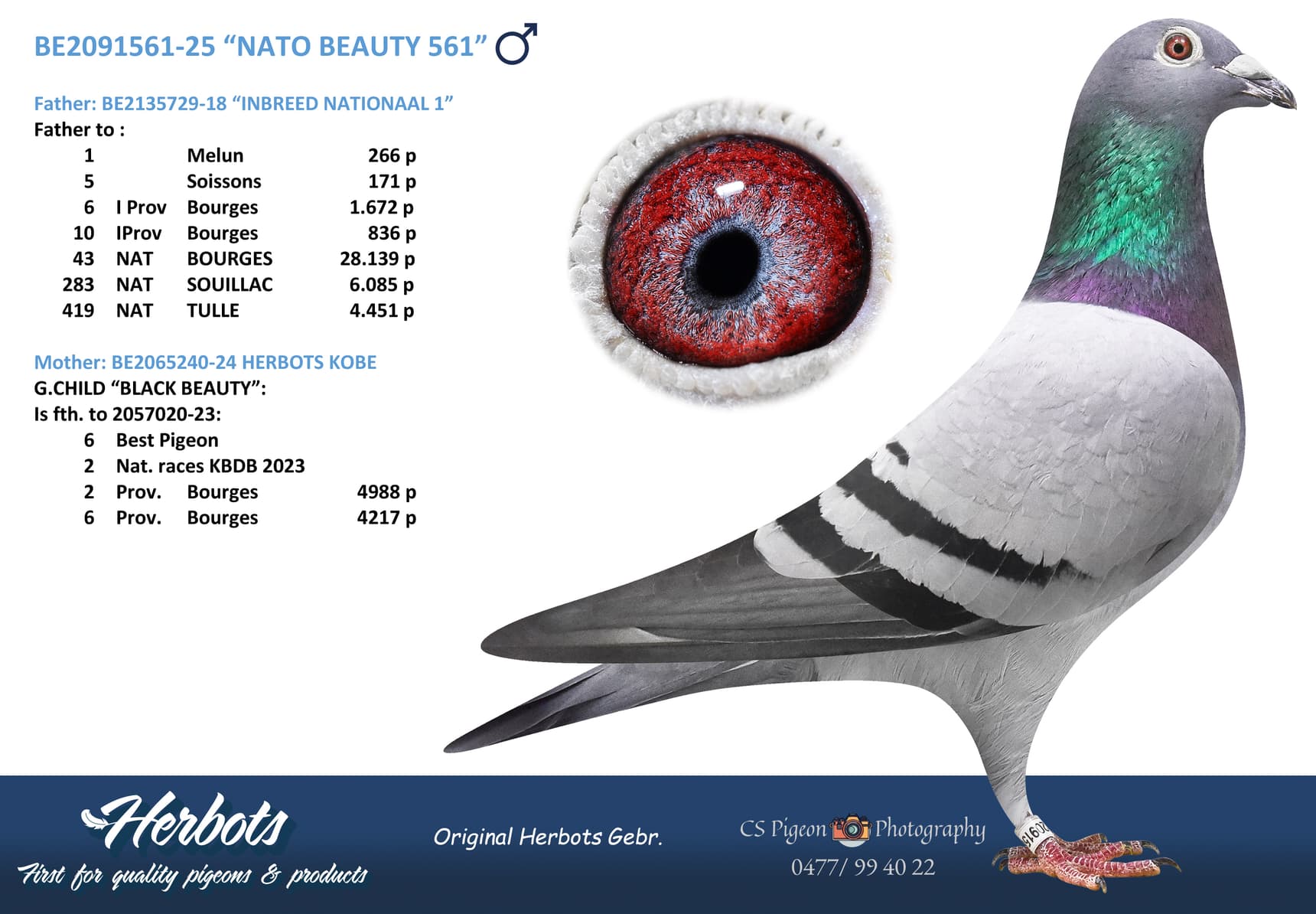 “NATO BEAUTY 561”