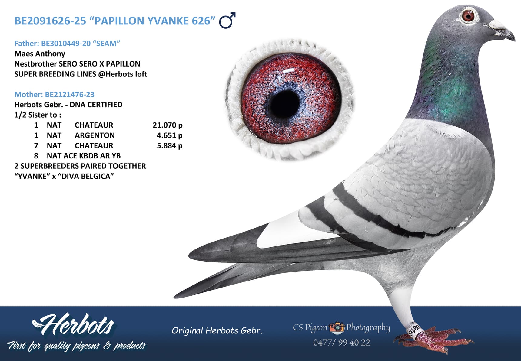 “PAPILLON YVANKE 626”