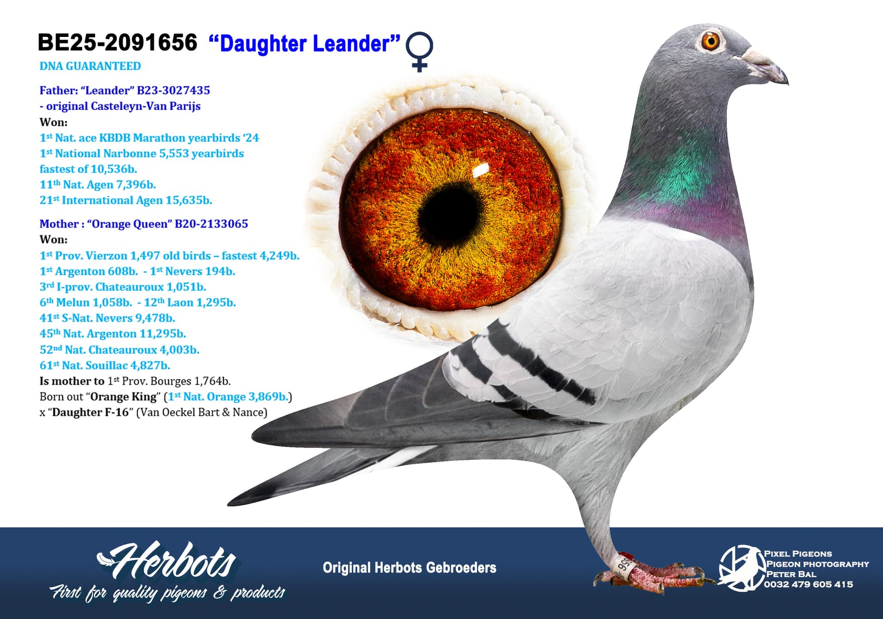 pigeon: undefined