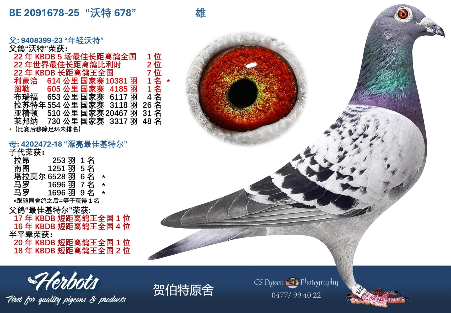 pigeon: “沃特678”
