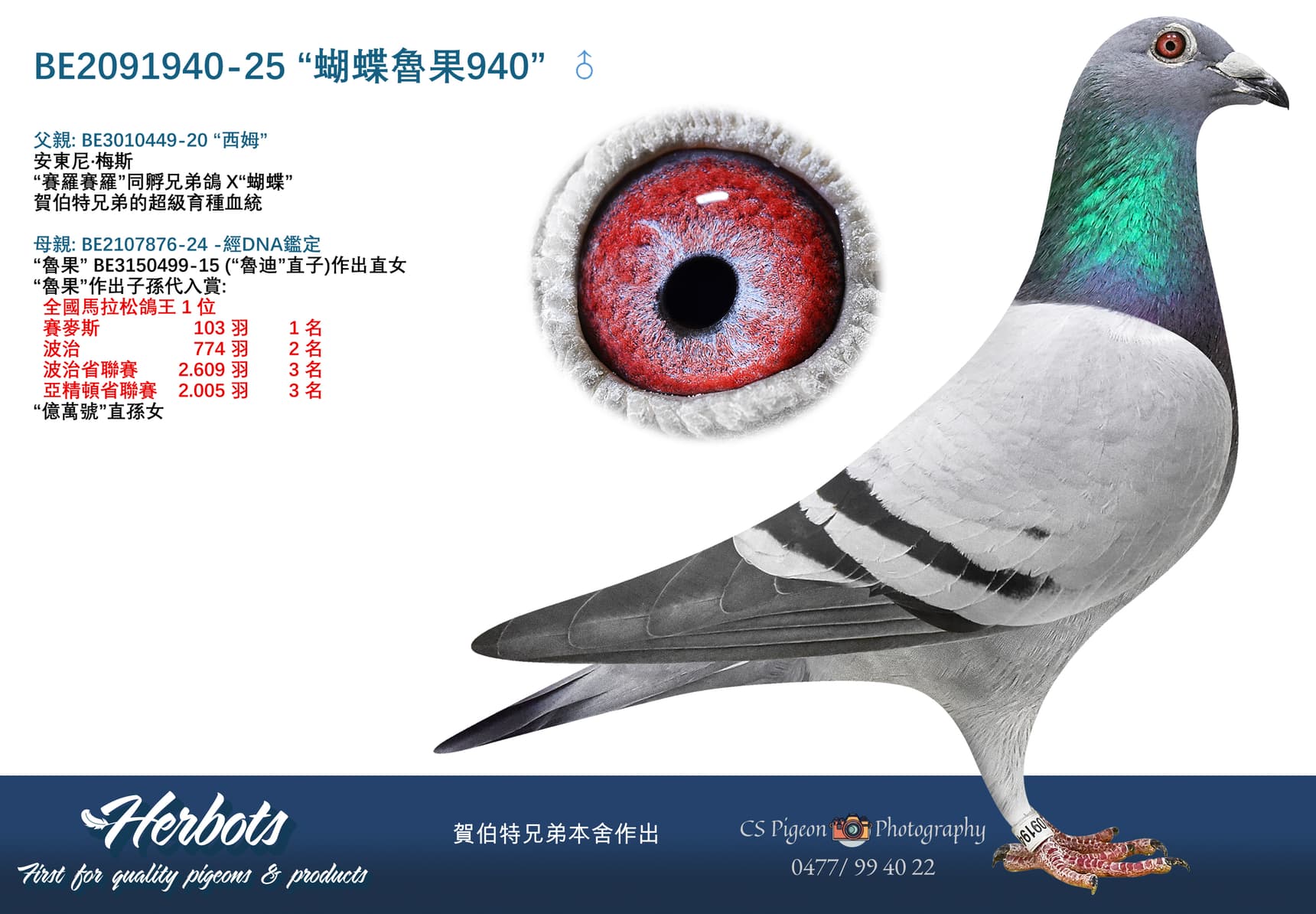 “蝴蝶魯果940”