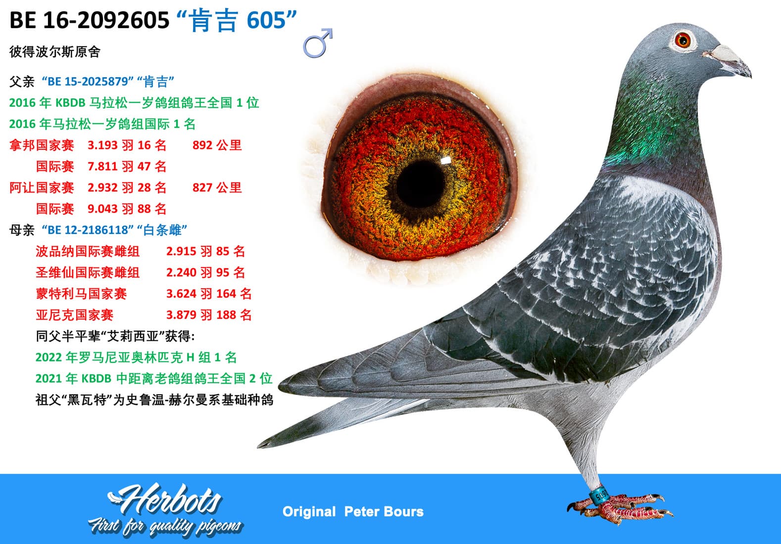 pigeon: undefined