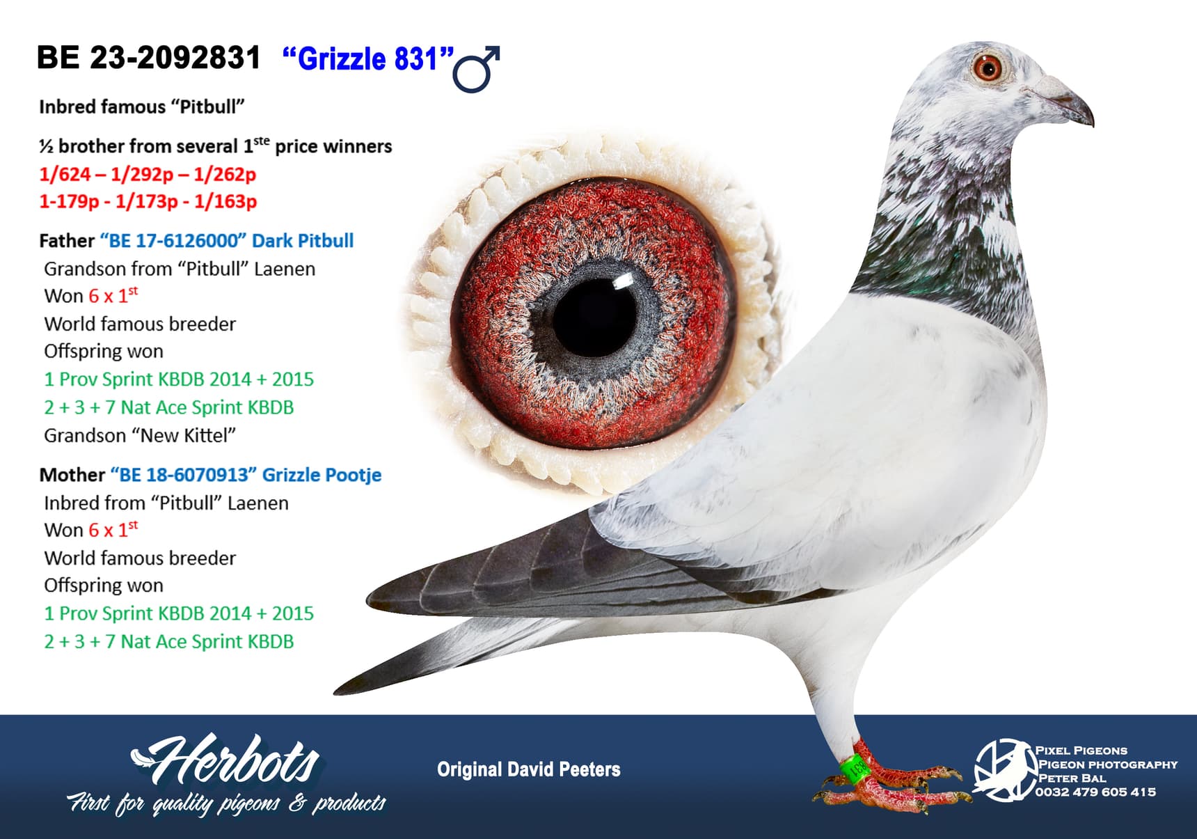 pigeon: “Grizzle 831”