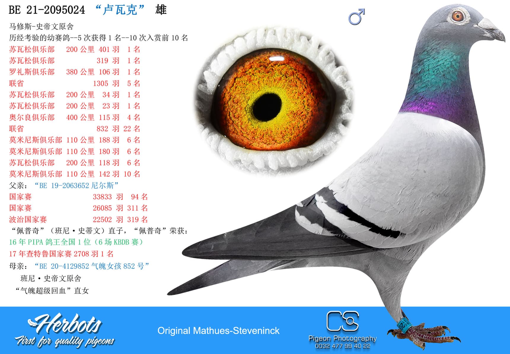 pigeon: “卢瓦克”