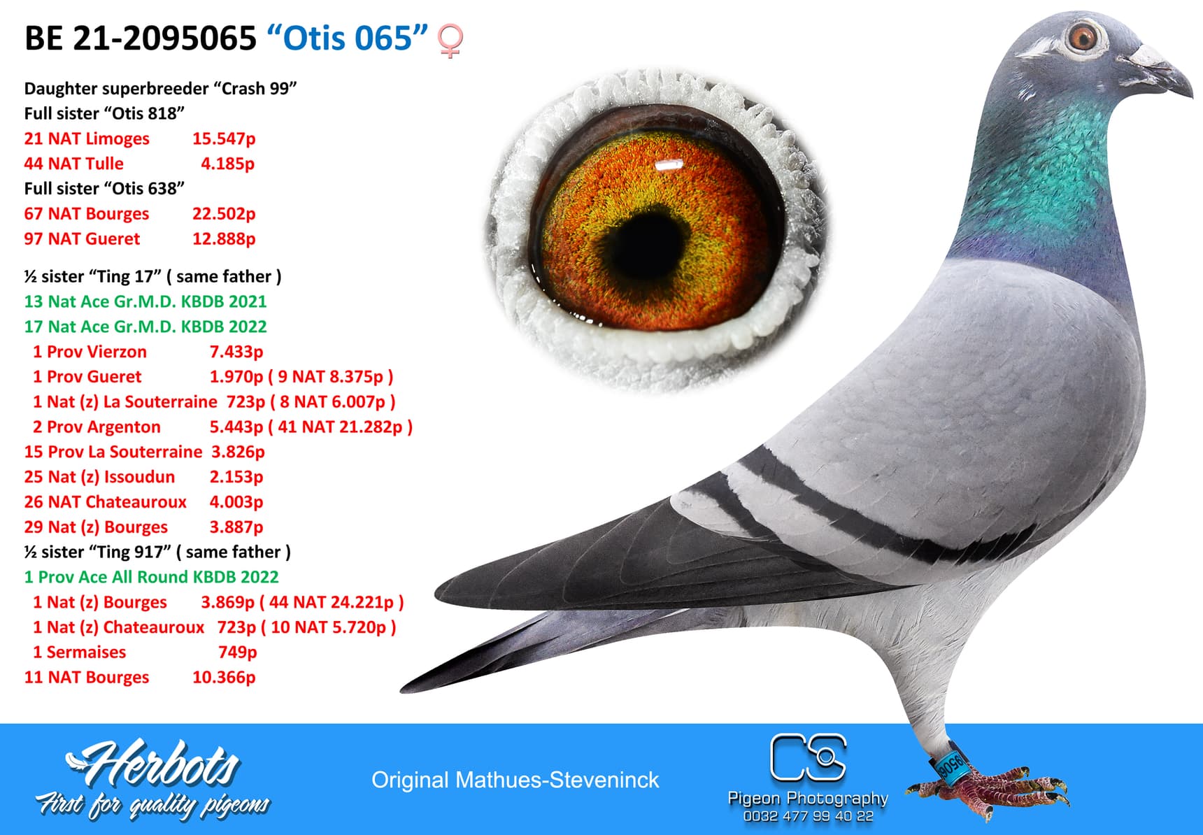 pigeon: “Otis 065”