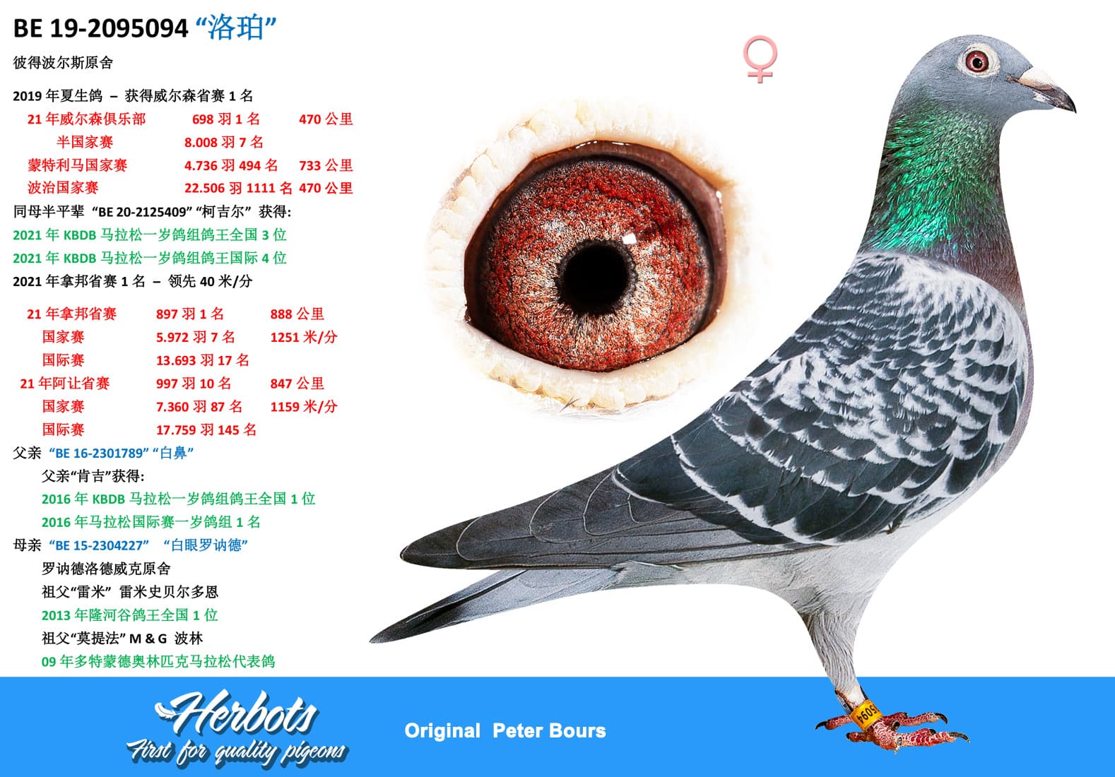 pigeon: undefined