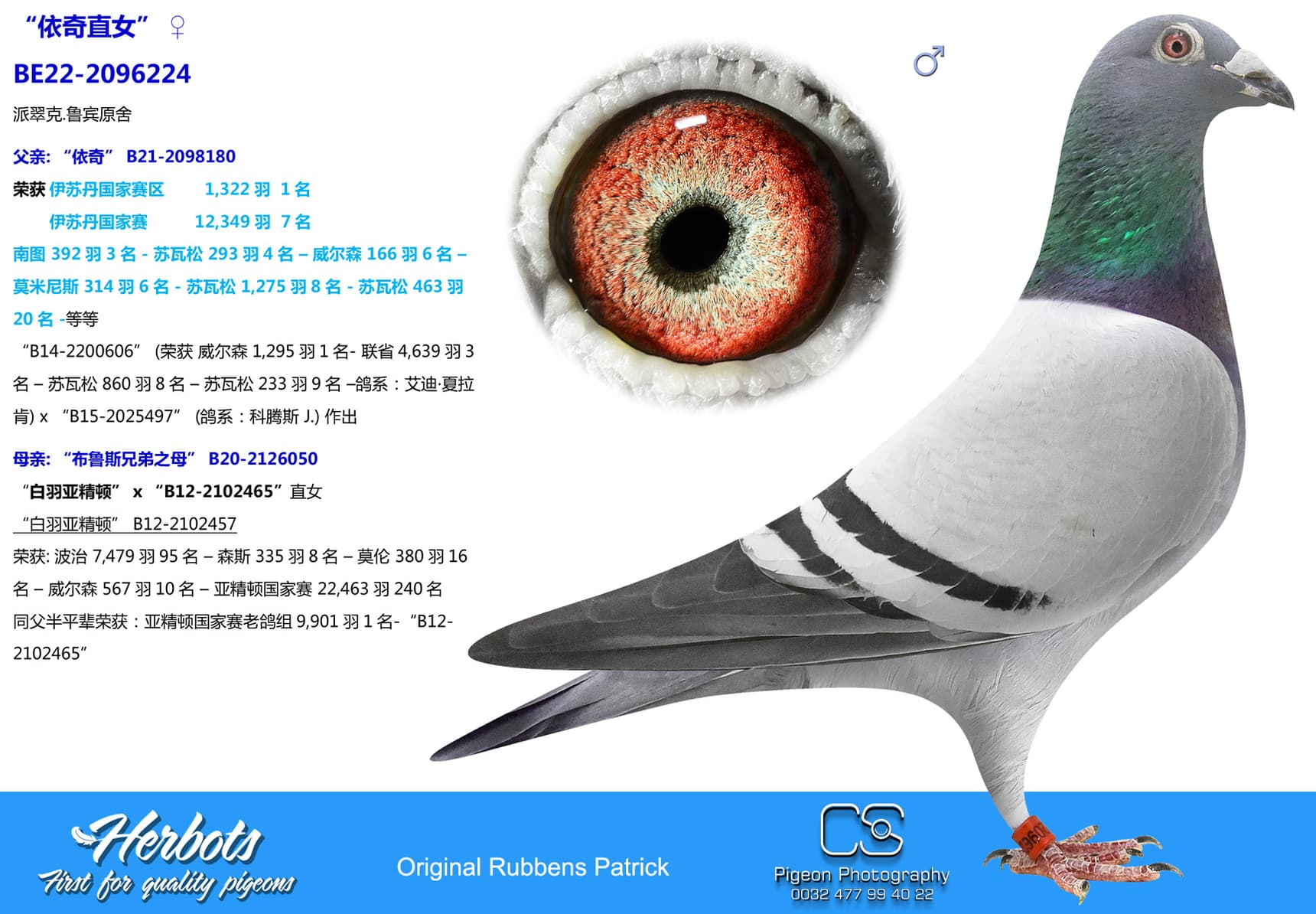 pigeon: “依奇直女”