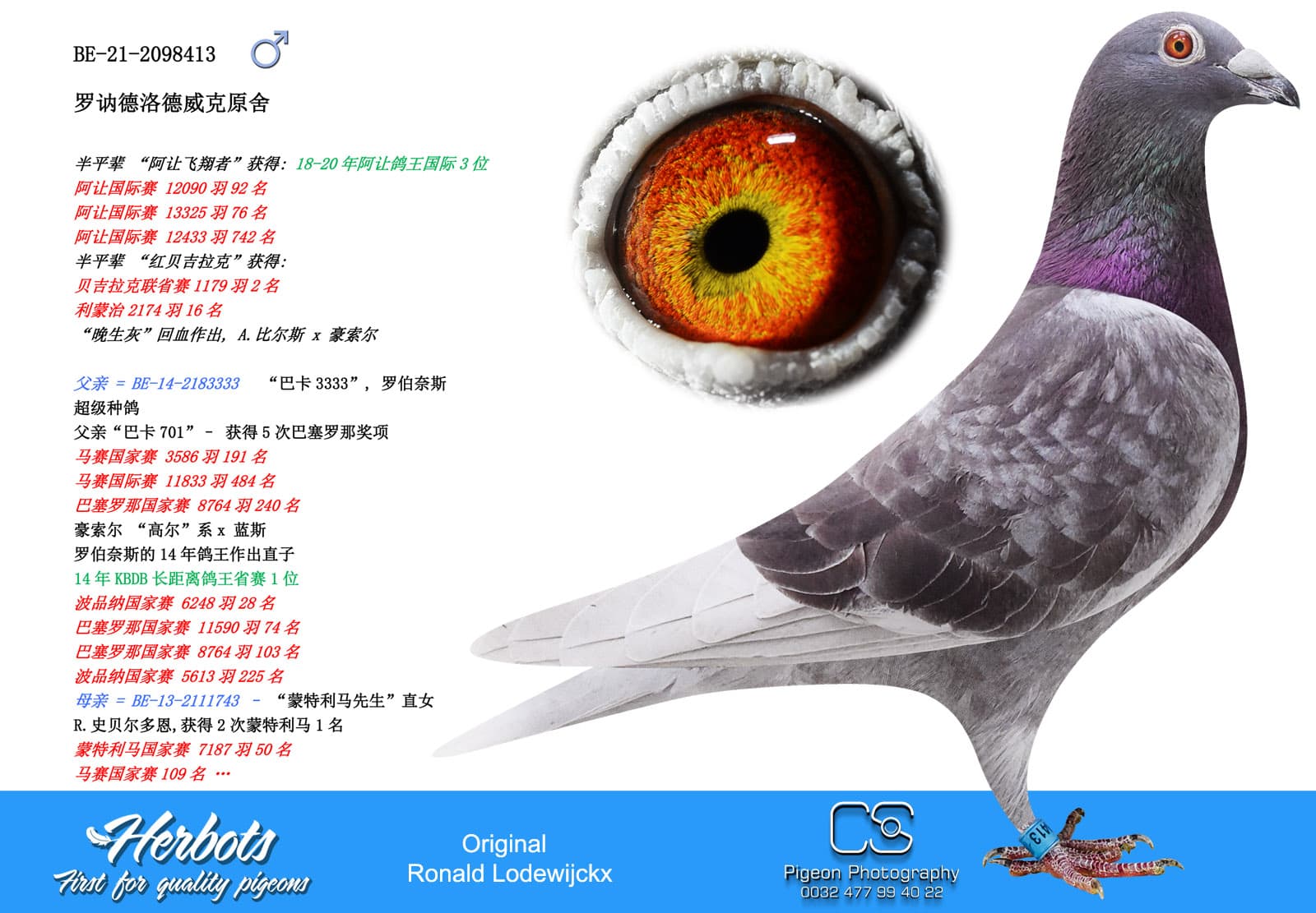 pigeon: undefined