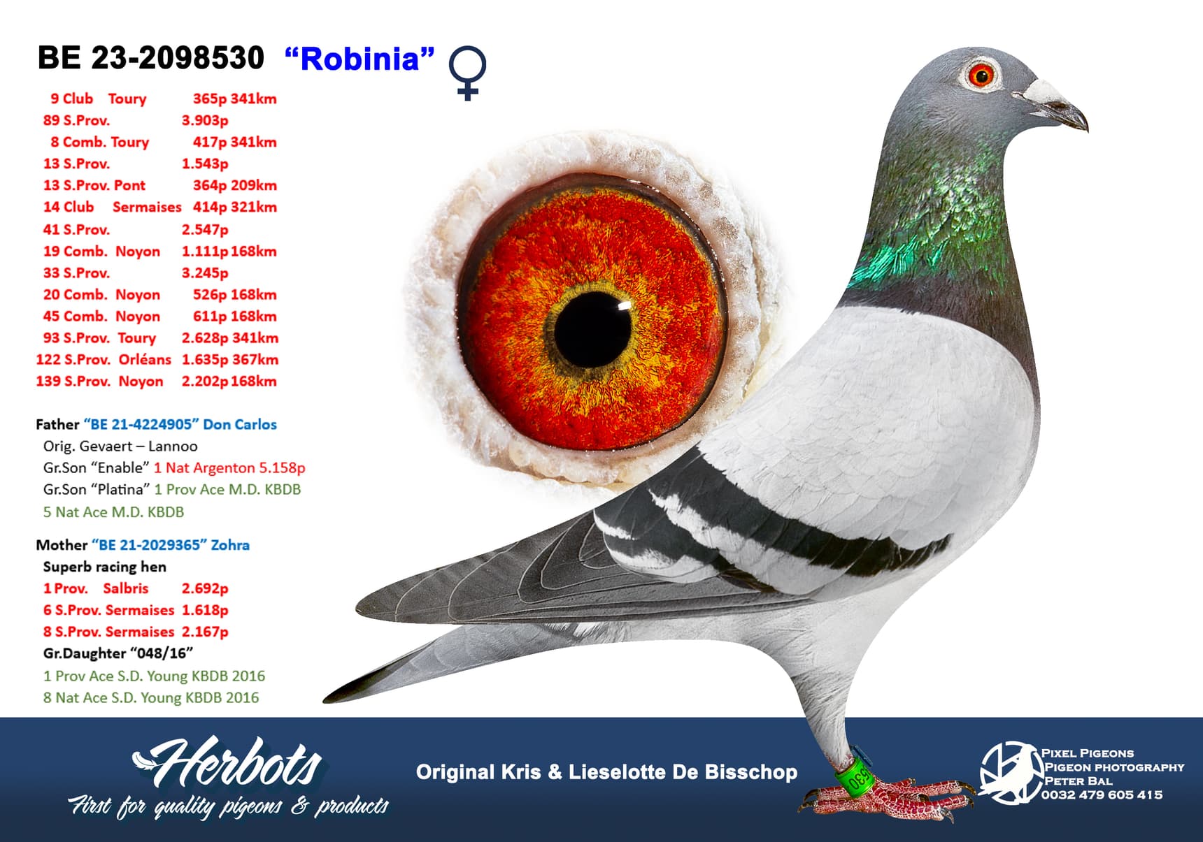 pigeon: “Robinia”