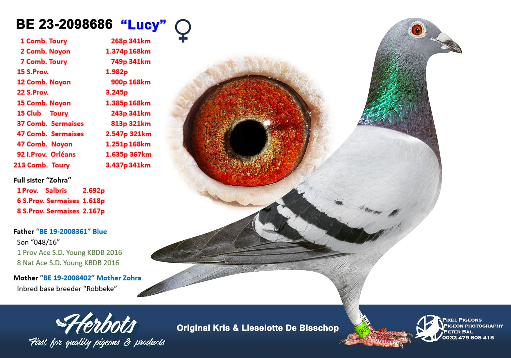 pigeon: “Lucy”