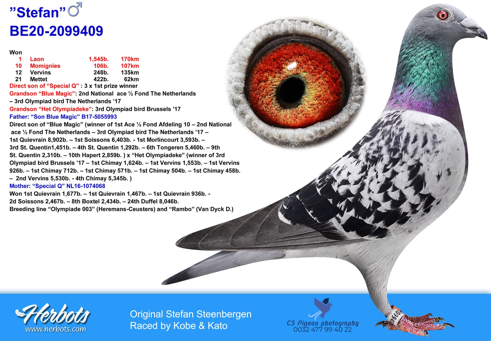 pigeon: undefined