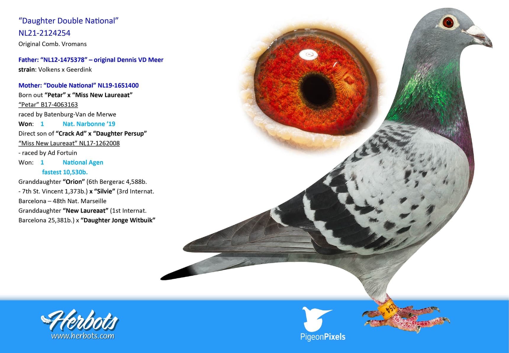 pigeon: “Daughter Double National”