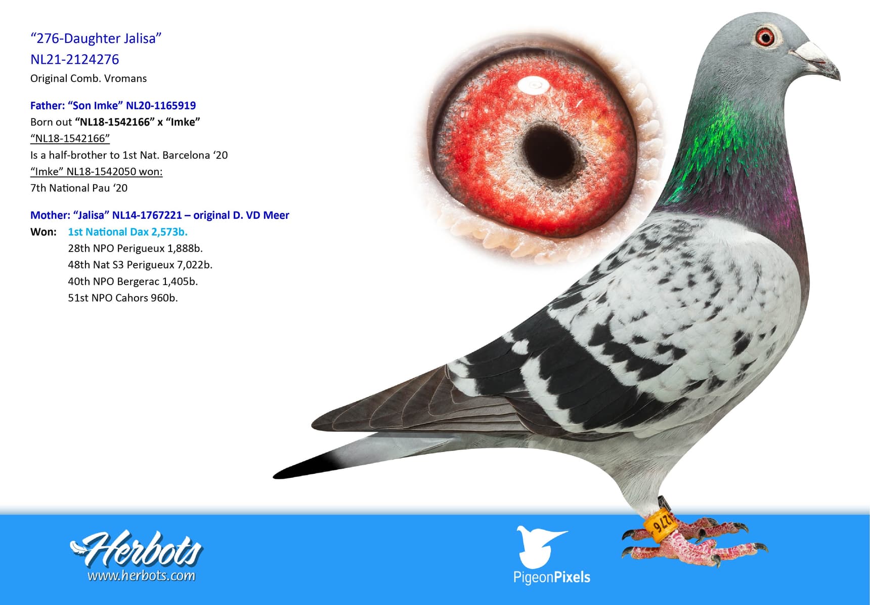 pigeon: undefined