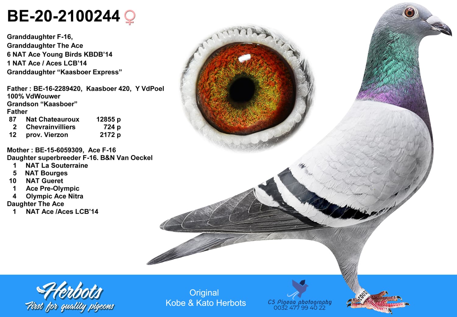 pigeon: Granddaughter F-16