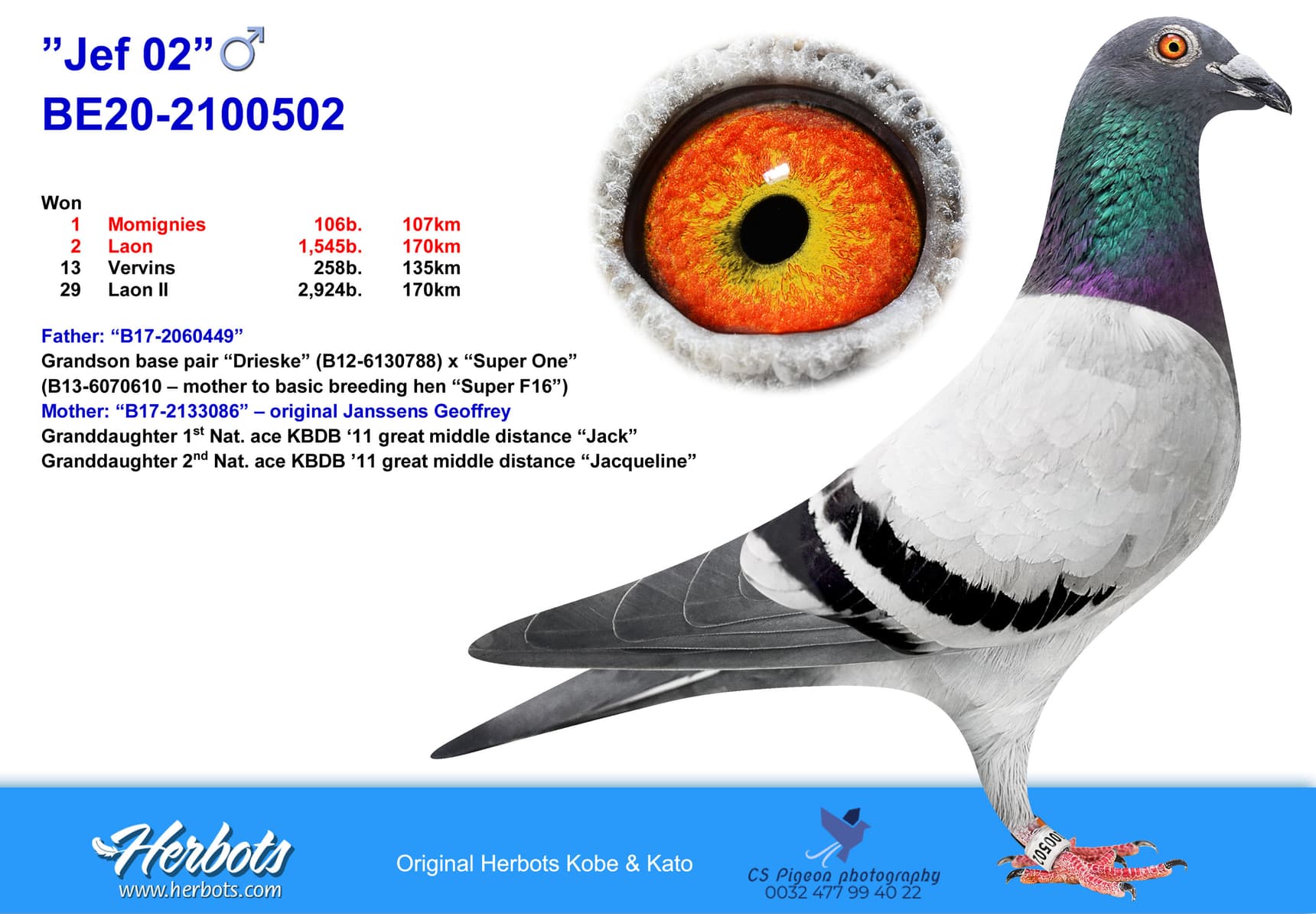 pigeon: undefined