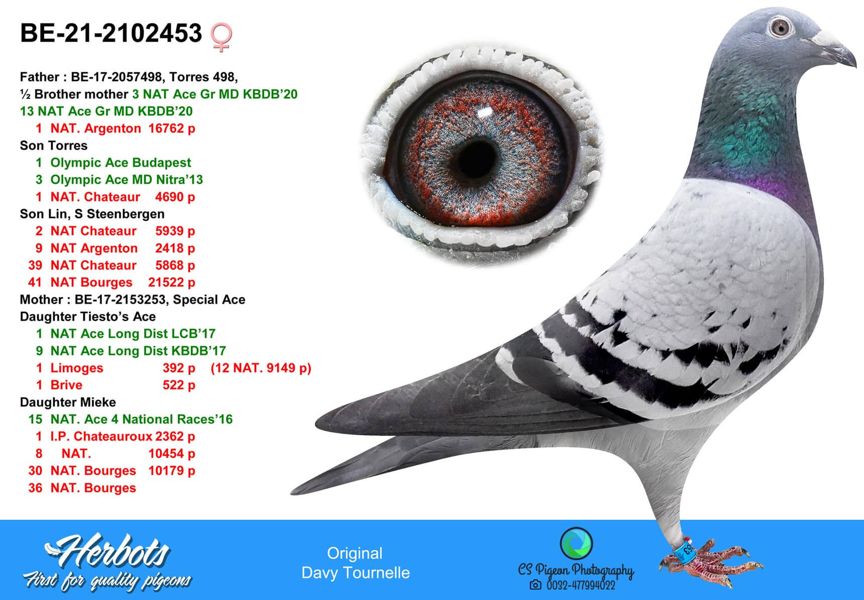 pigeon: undefined