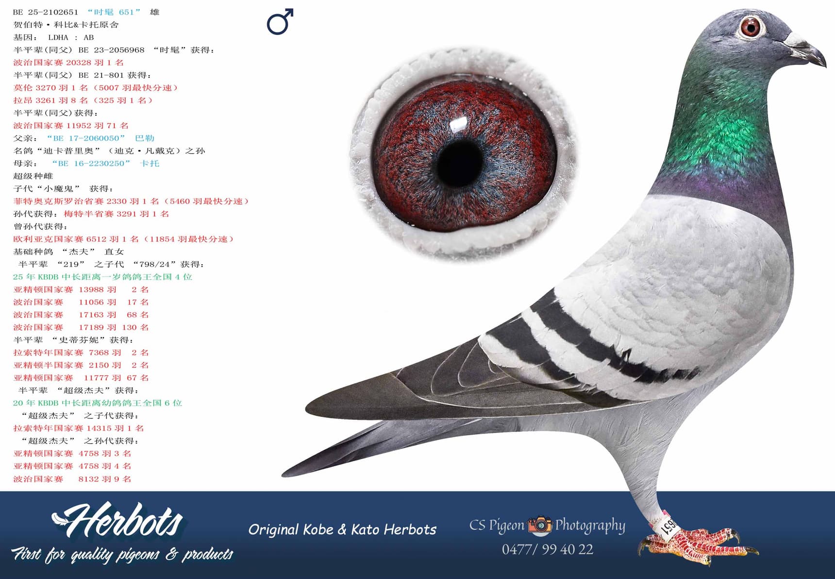pigeon: undefined