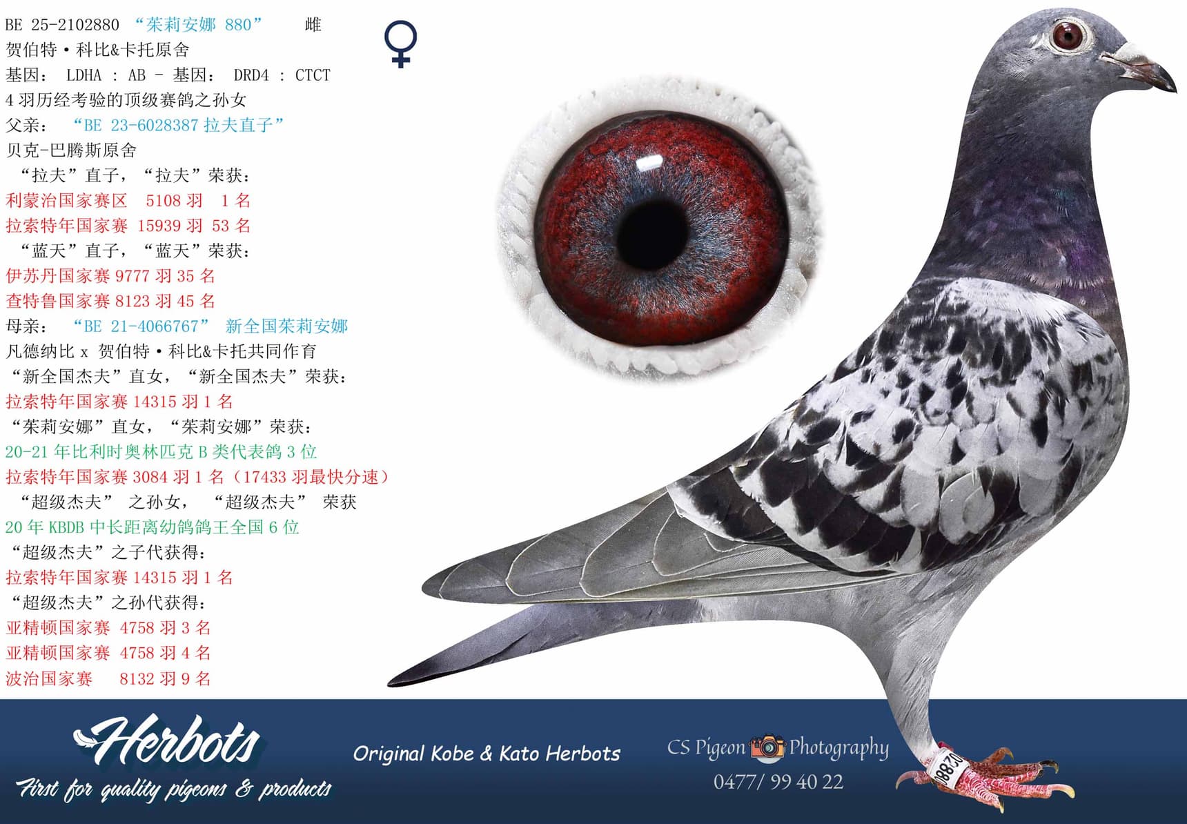 pigeon: undefined