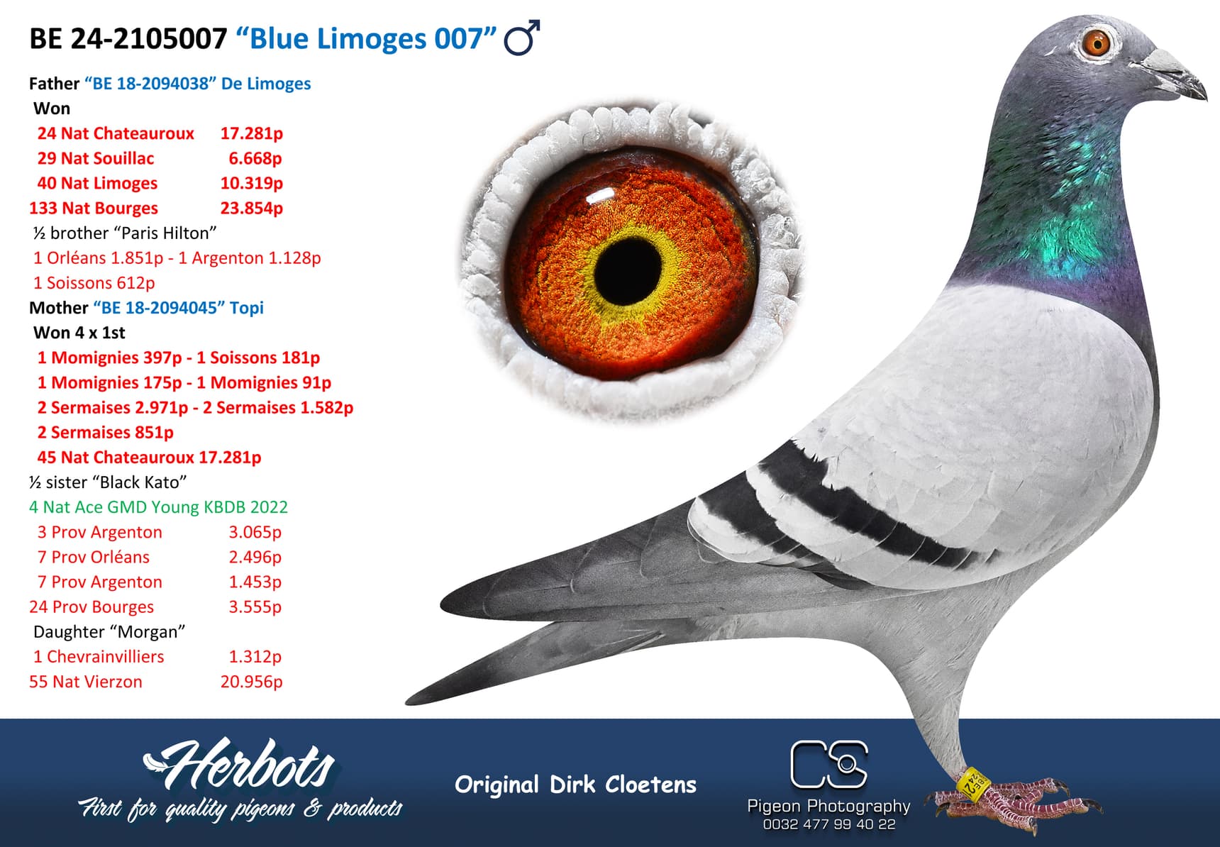 pigeon: “Blue Limoges 007”