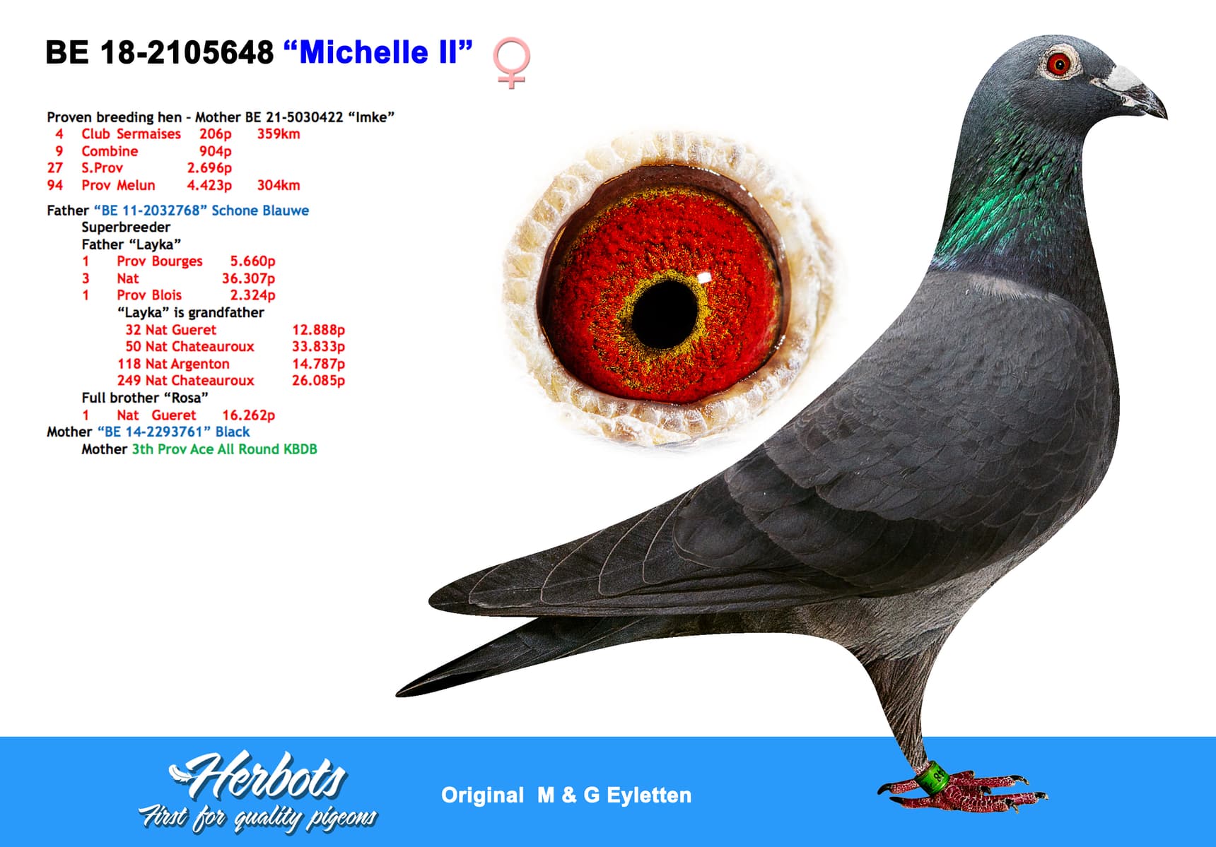 pigeon: undefined