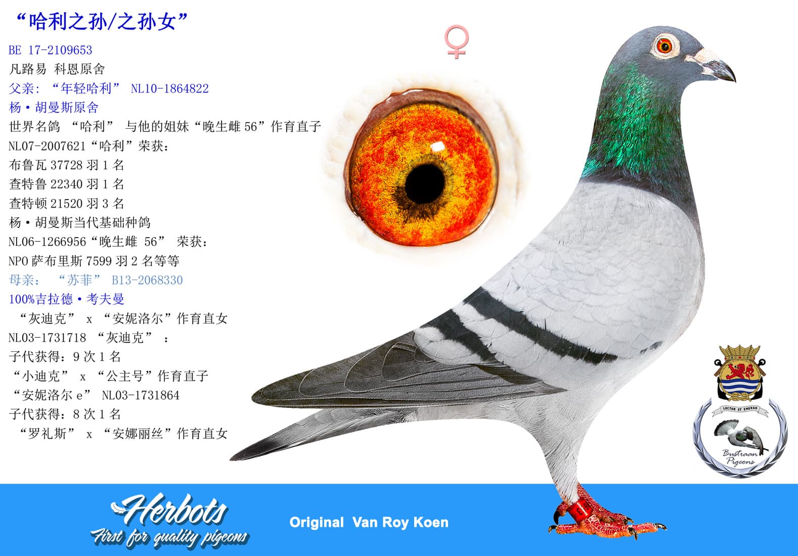 pigeon: undefined