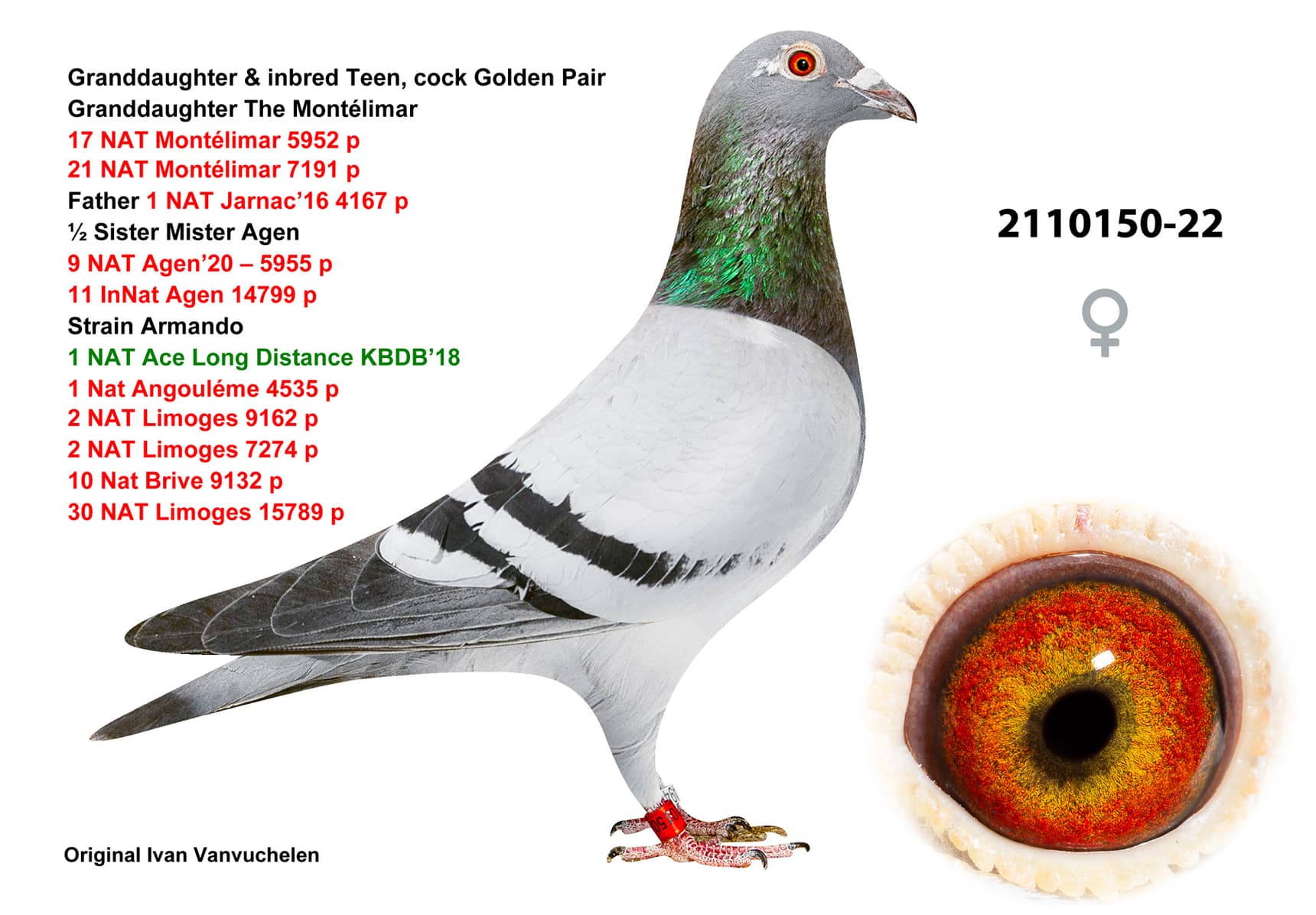 pigeon: Granddaughter Teen