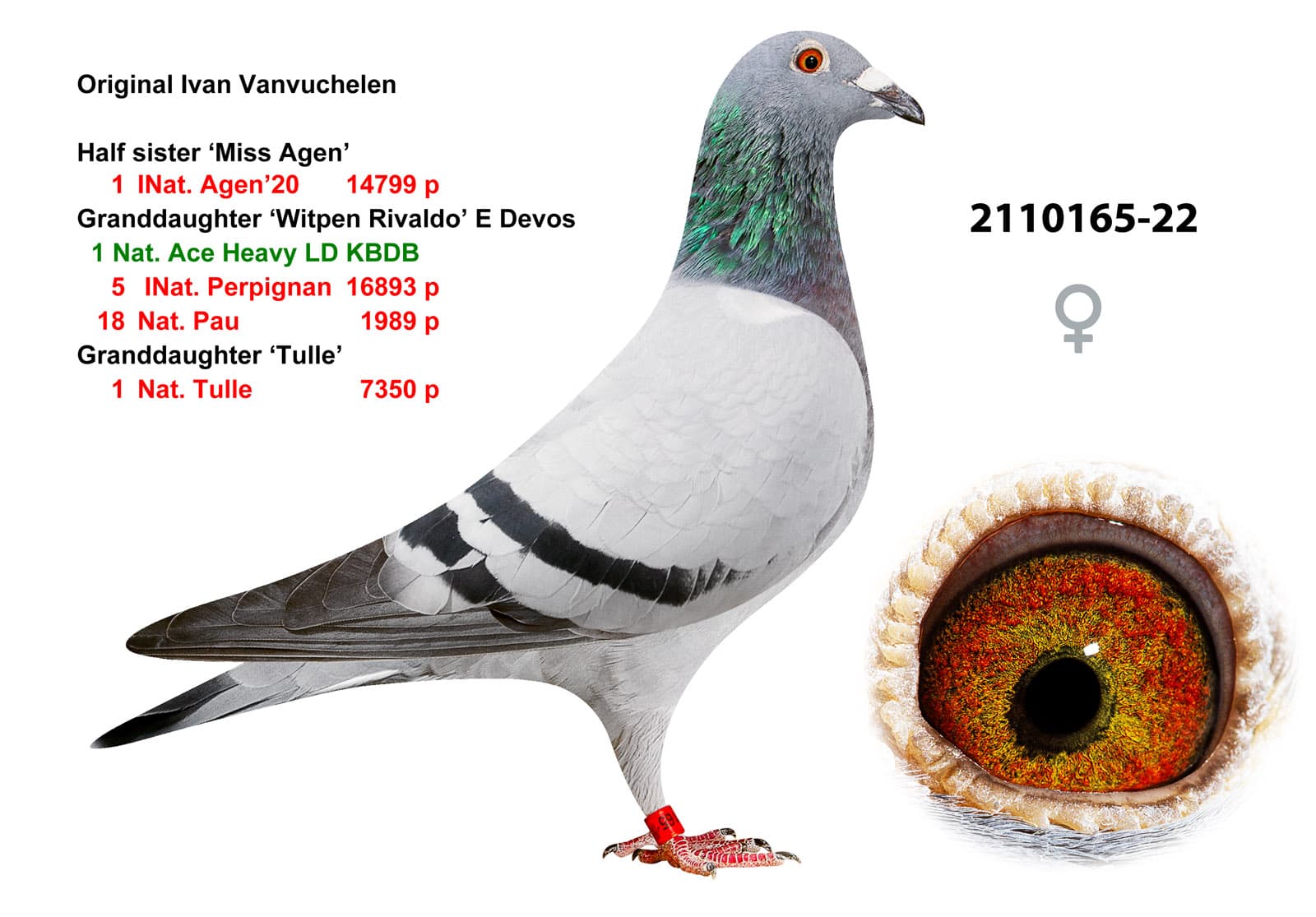 pigeon: undefined