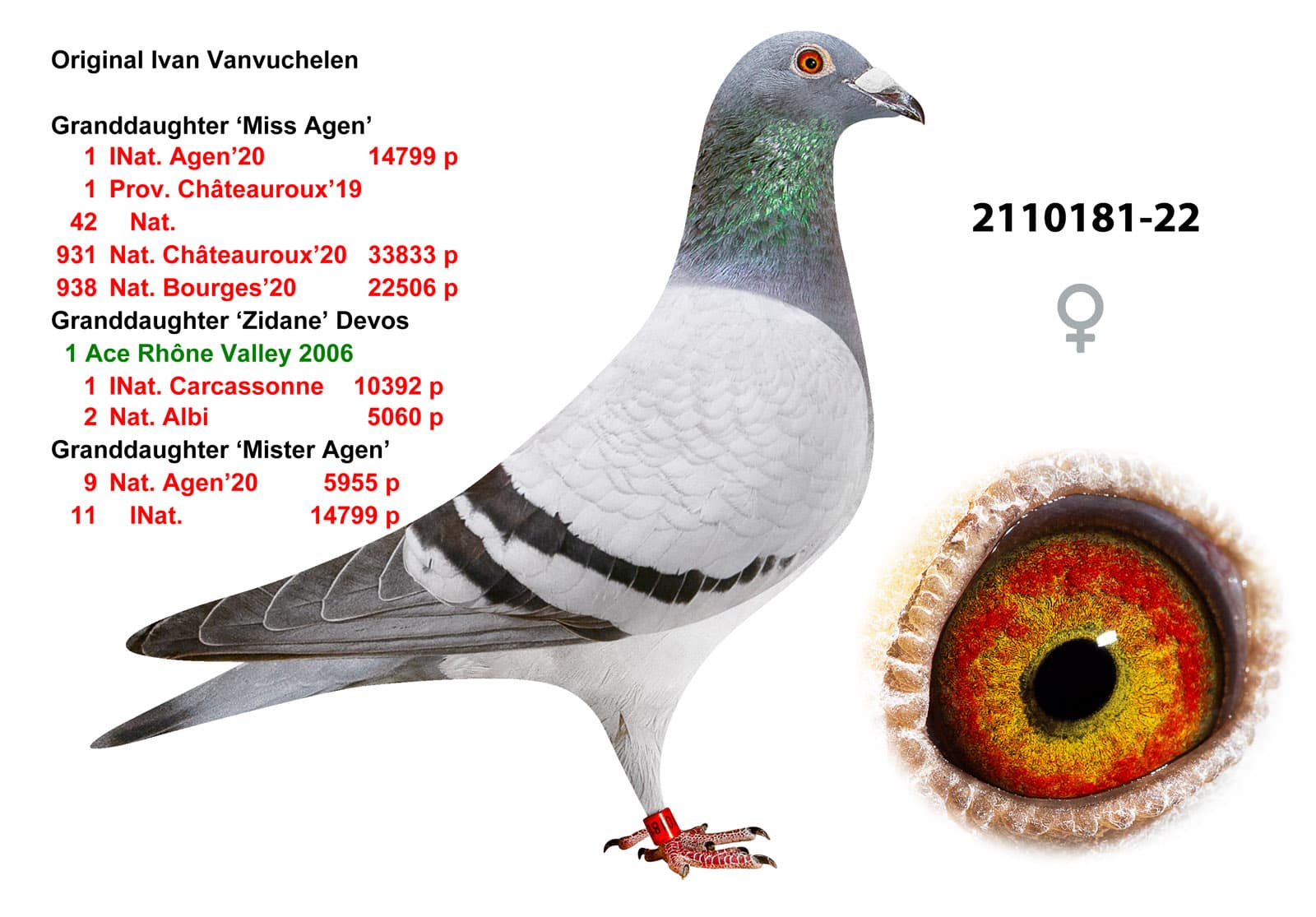 pigeon: undefined