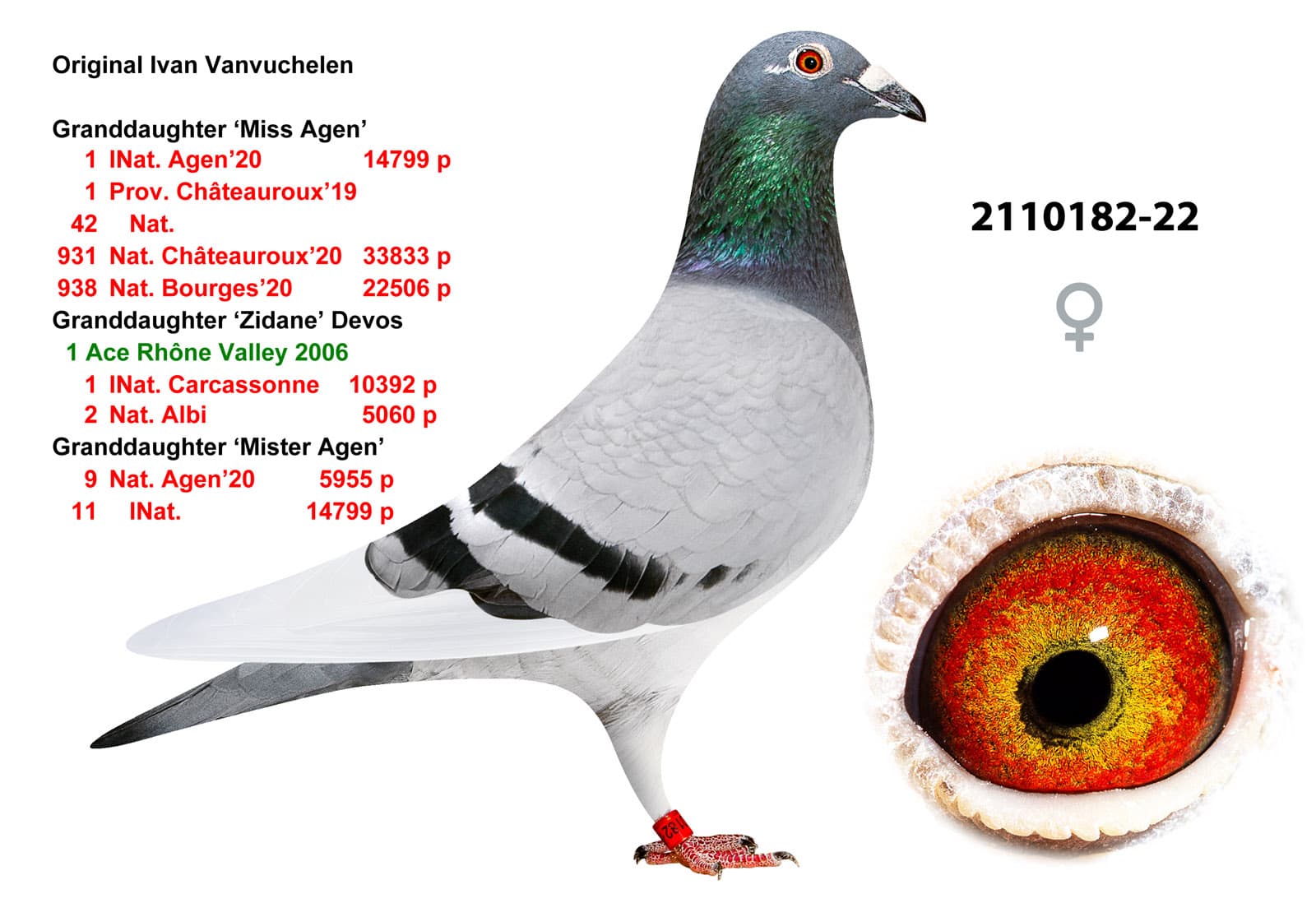 pigeon: undefined