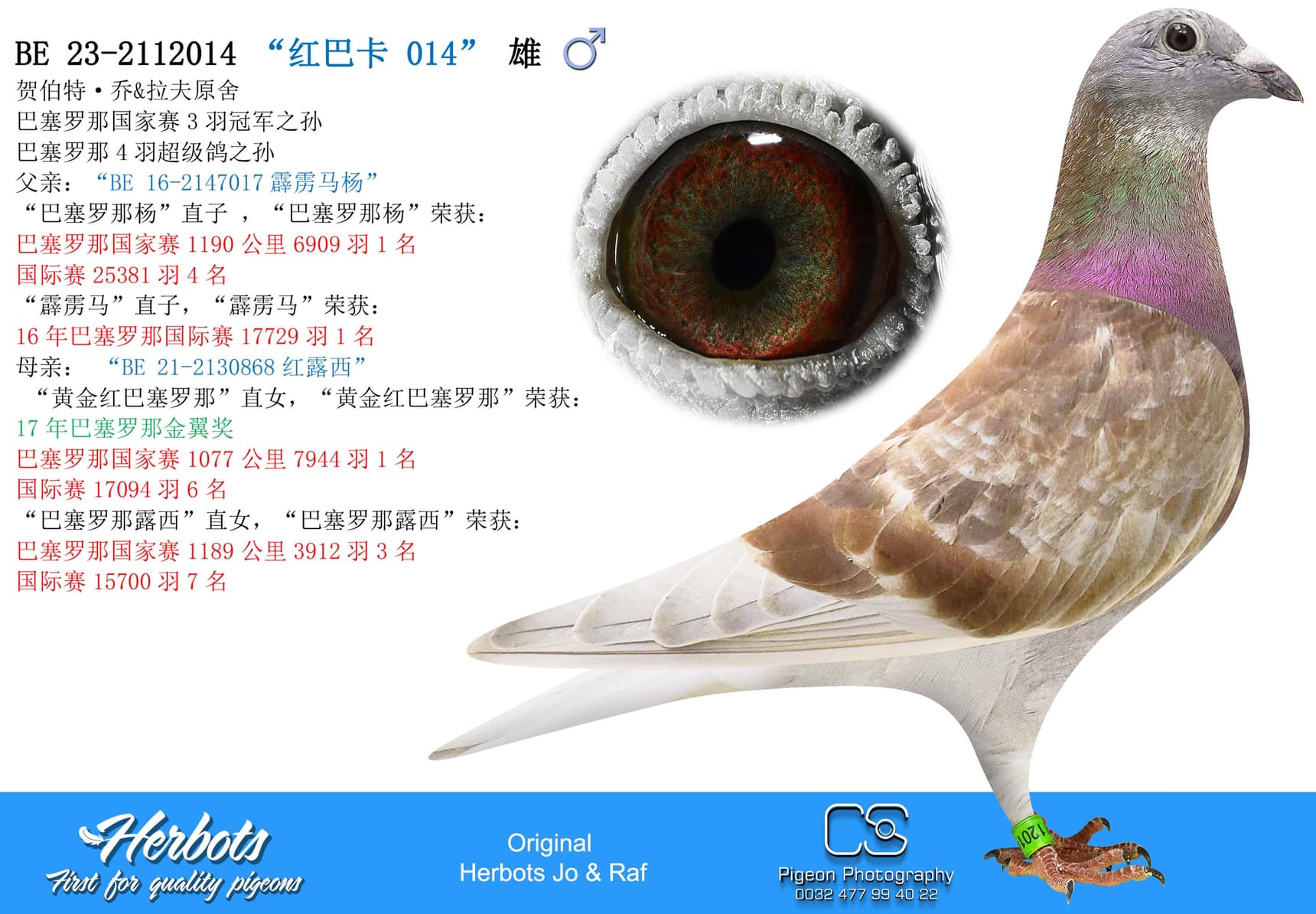 pigeon: “红巴卡 014”