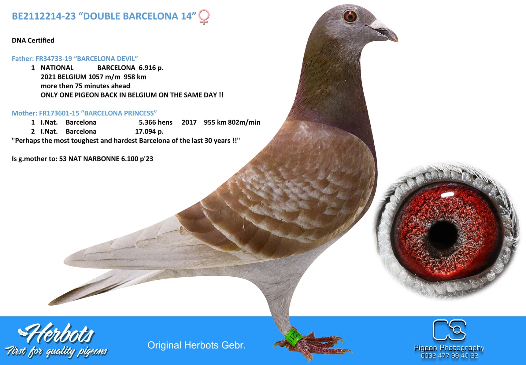 pigeon: “DOUBLE BARCELONA 14”