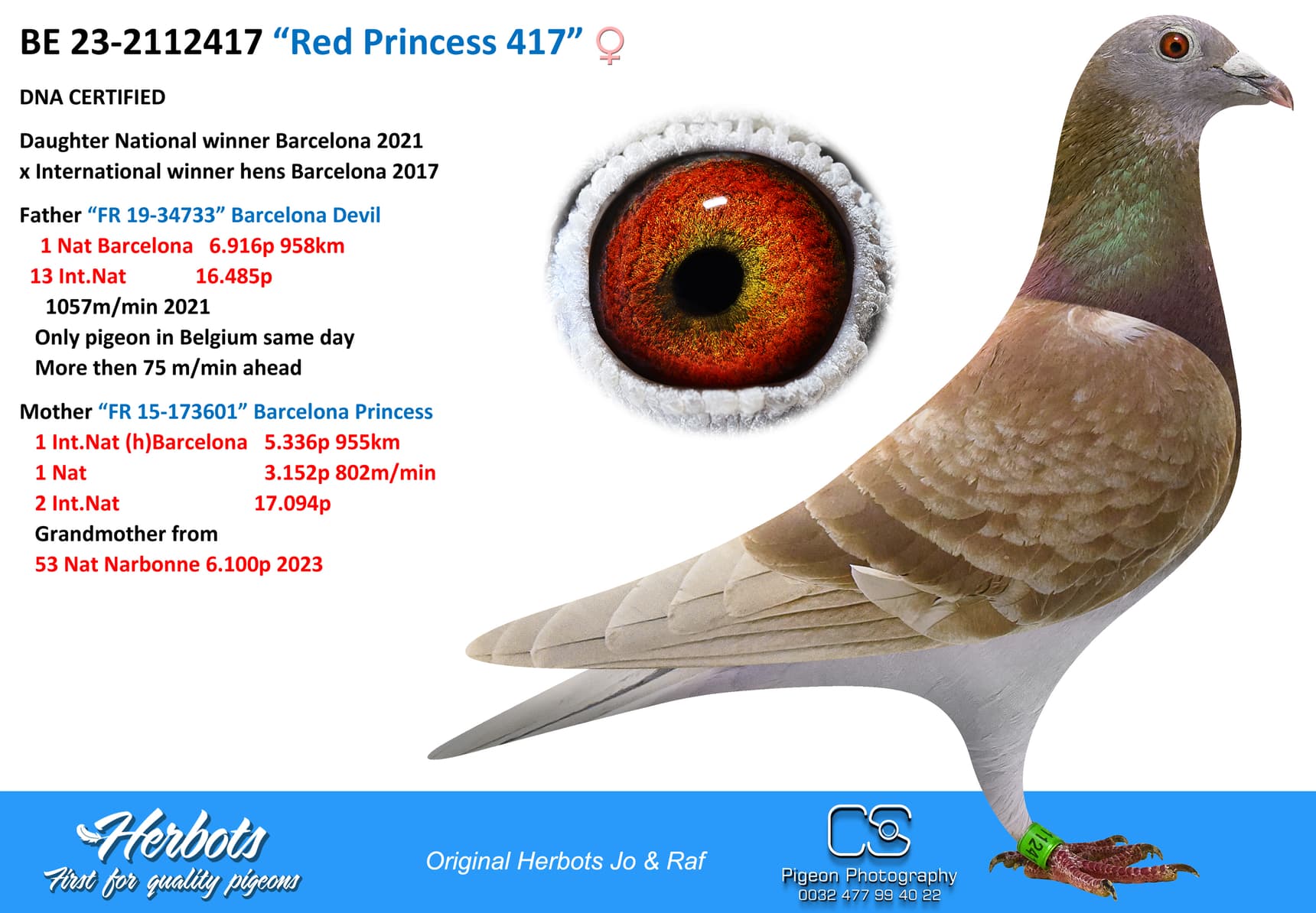 pigeon: “Red Princess 417”