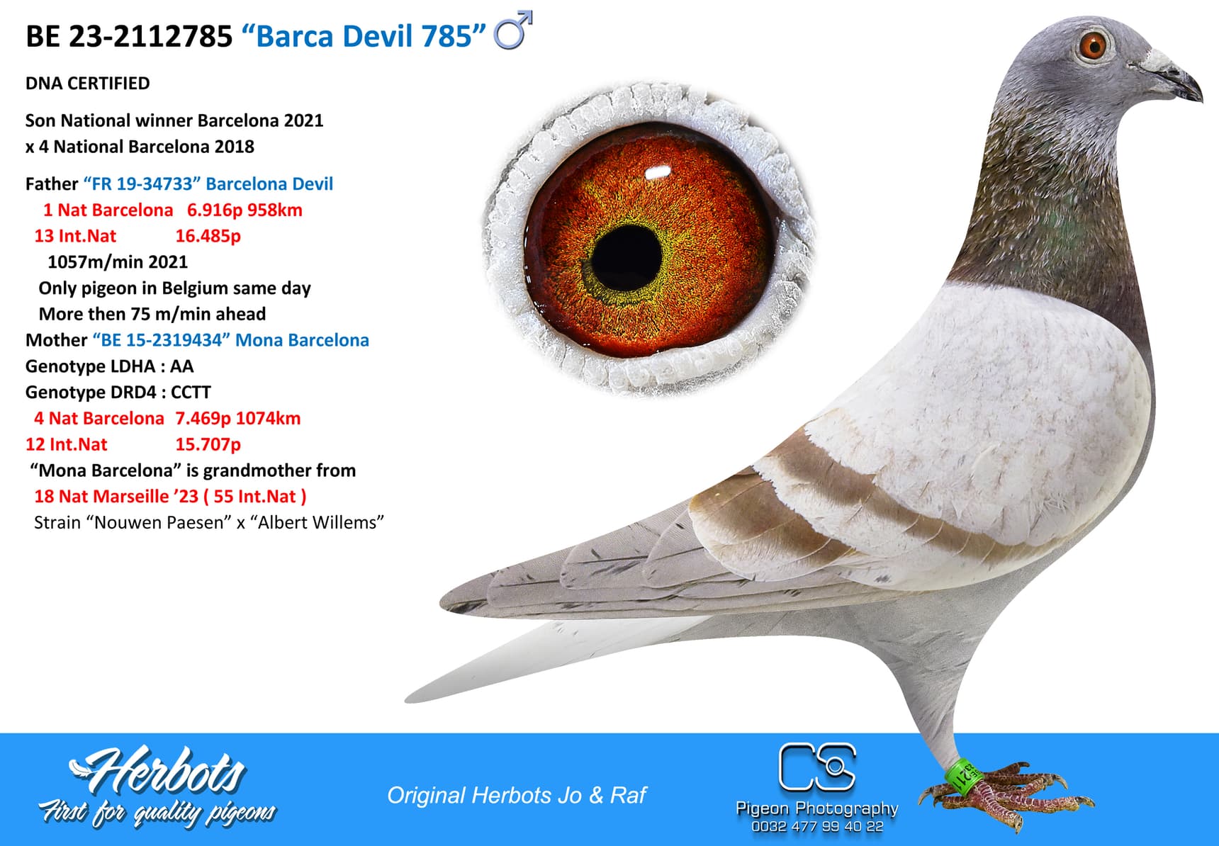 pigeon: “Barca Devil 785”