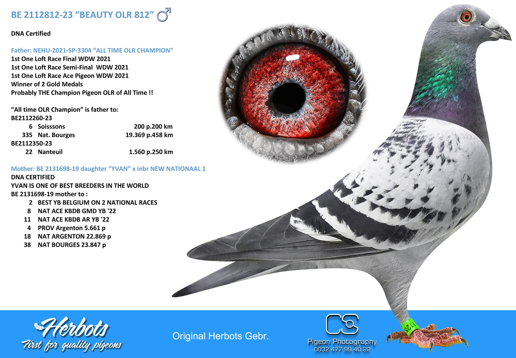 pigeon: “BEAUTY OLR 812”