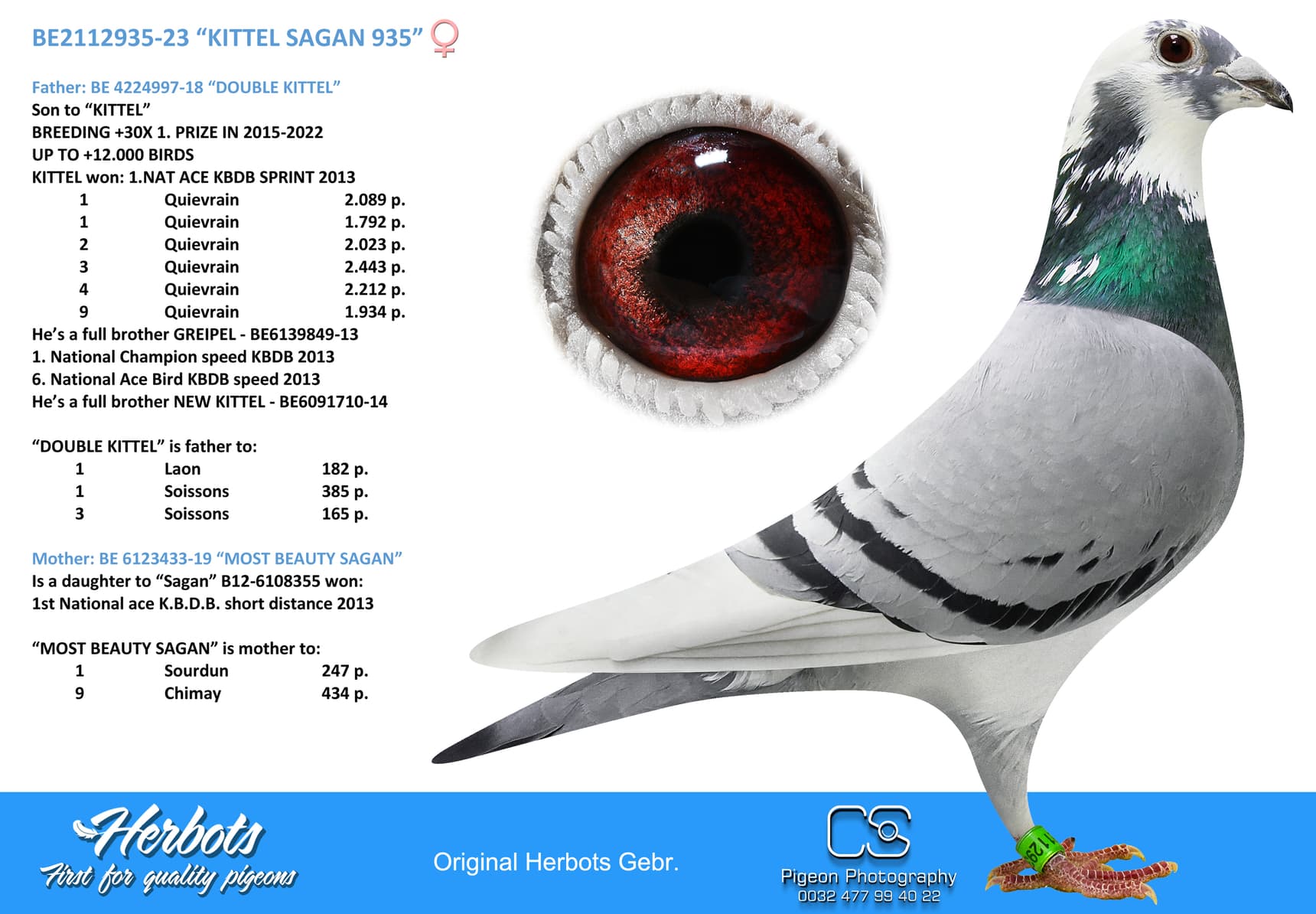 pigeon: “KITTEL SAGAN 935”