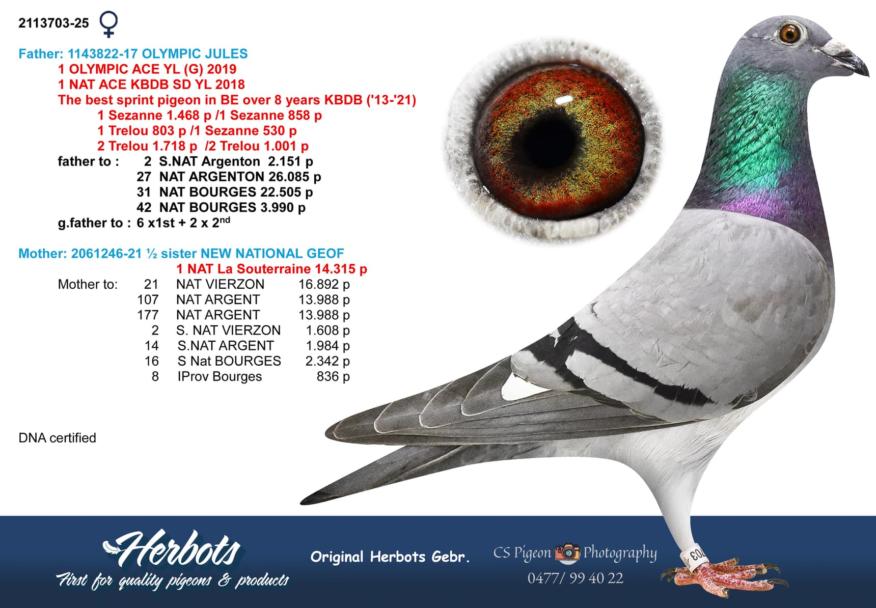 pigeon: undefined