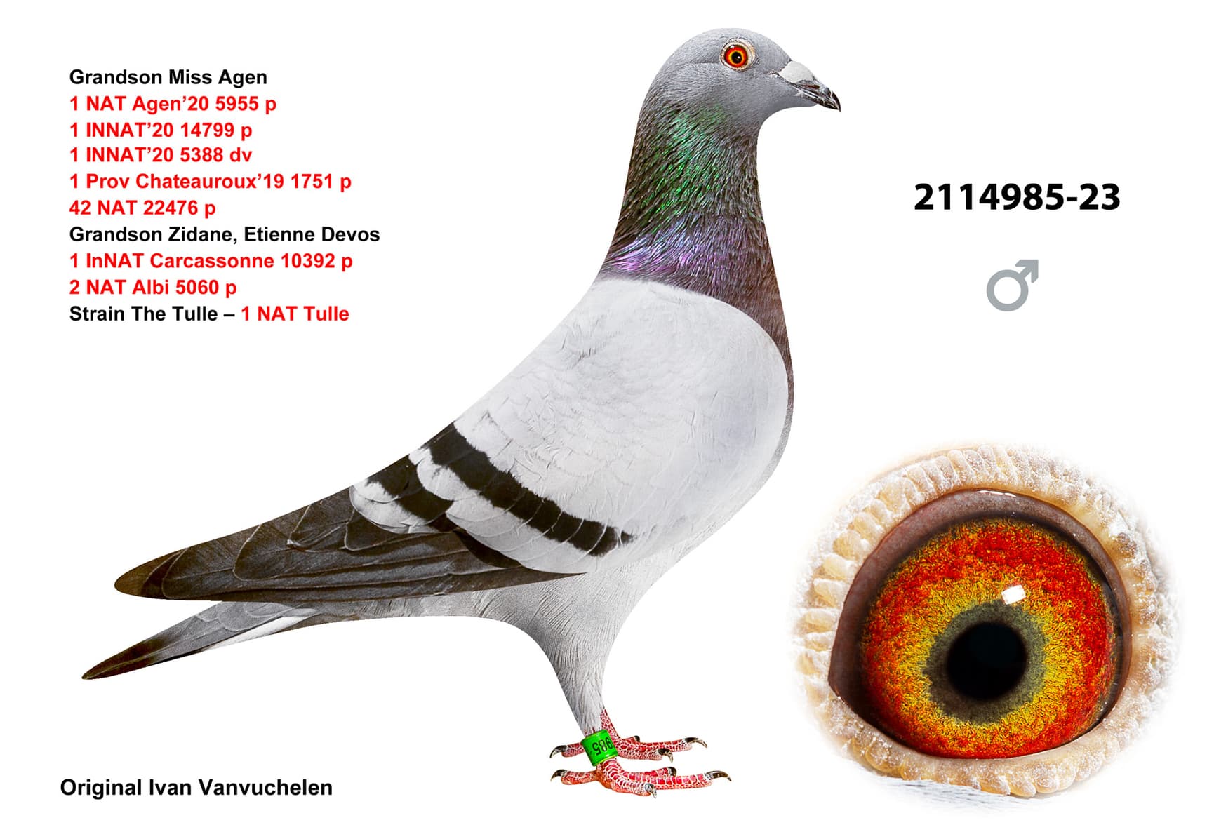 pigeon: undefined