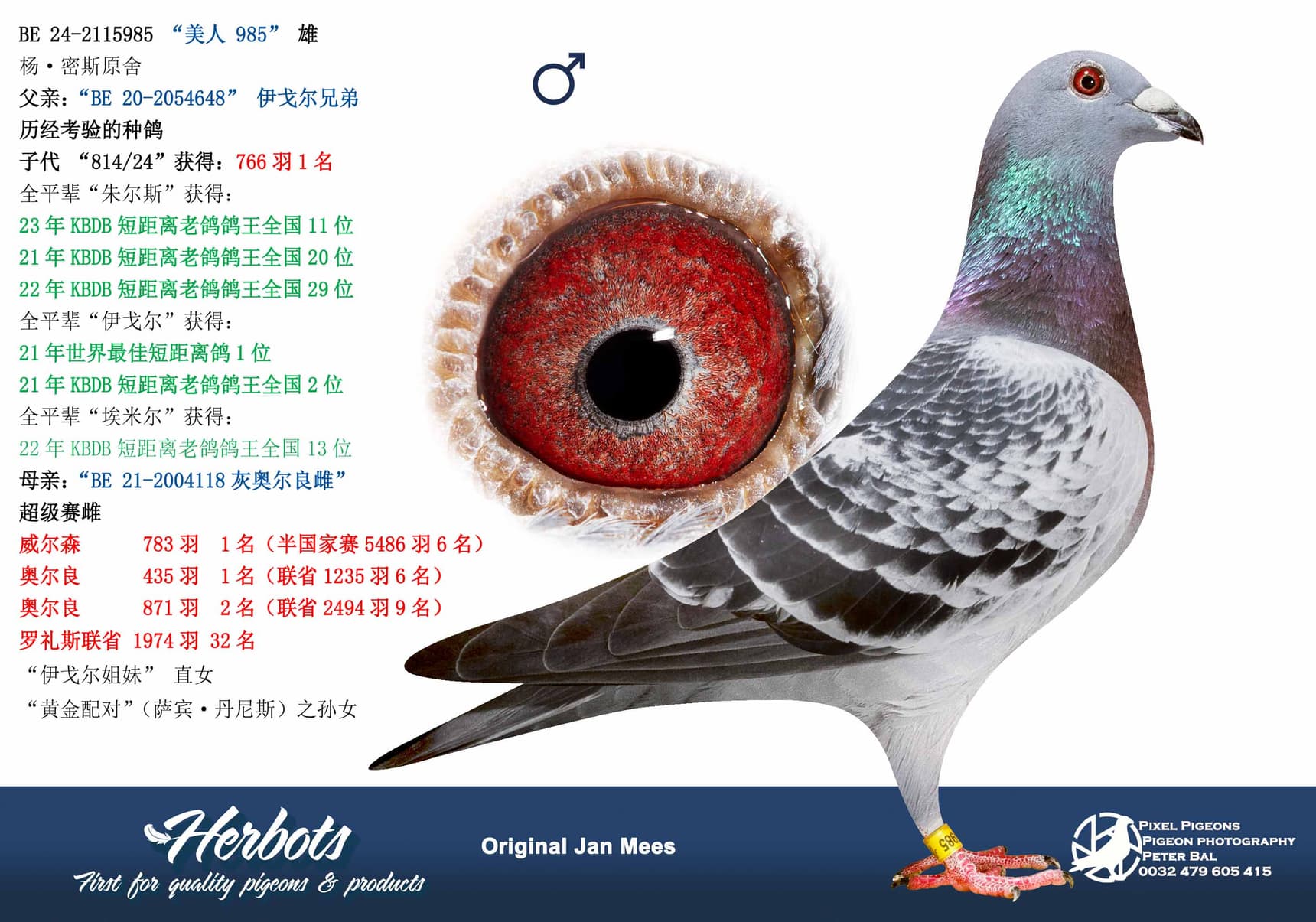 pigeon: undefined