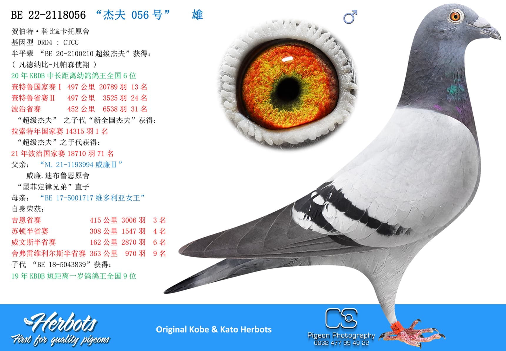 pigeon: undefined