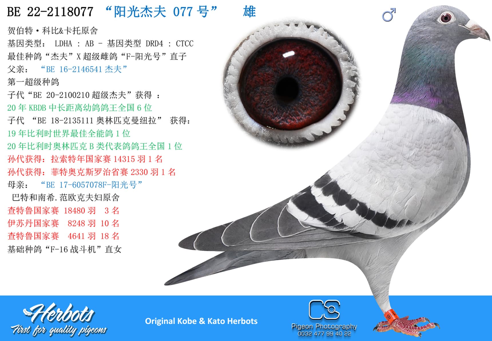 pigeon: undefined