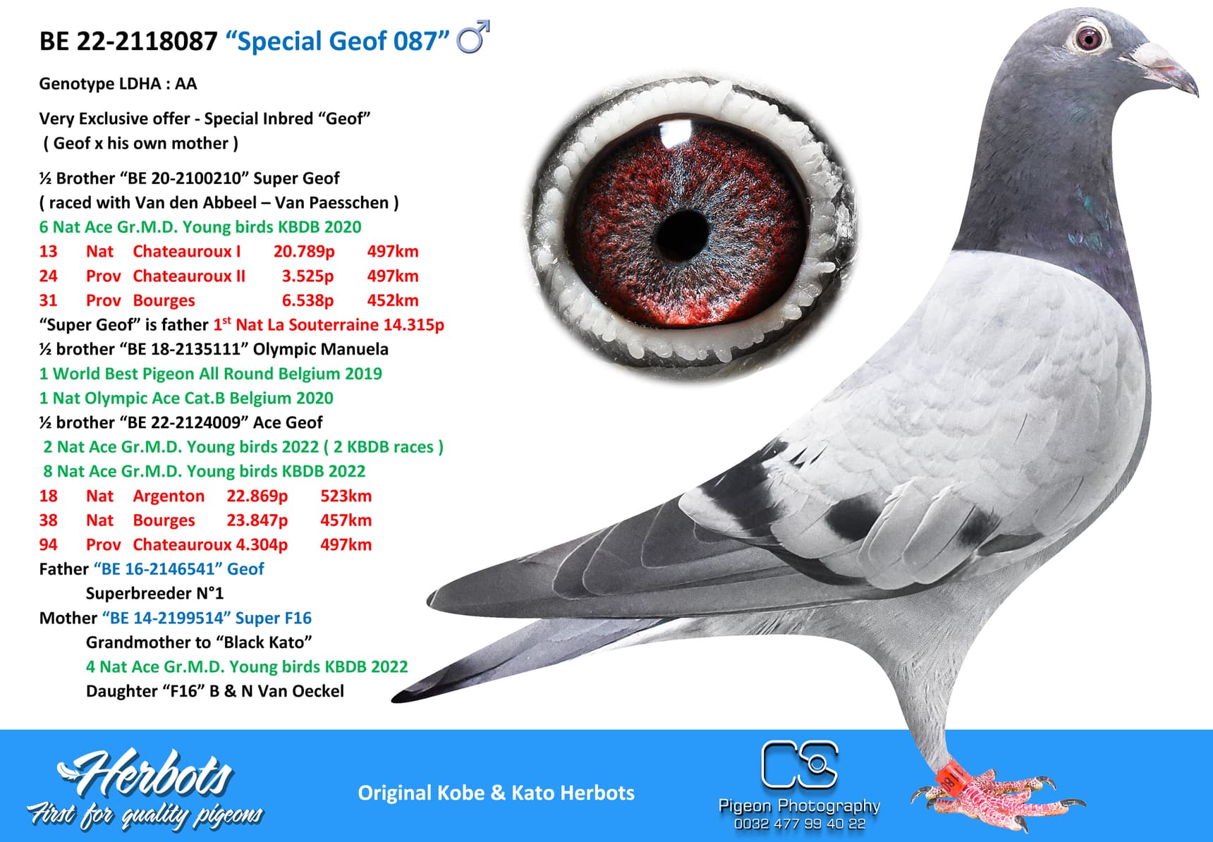 pigeon: undefined