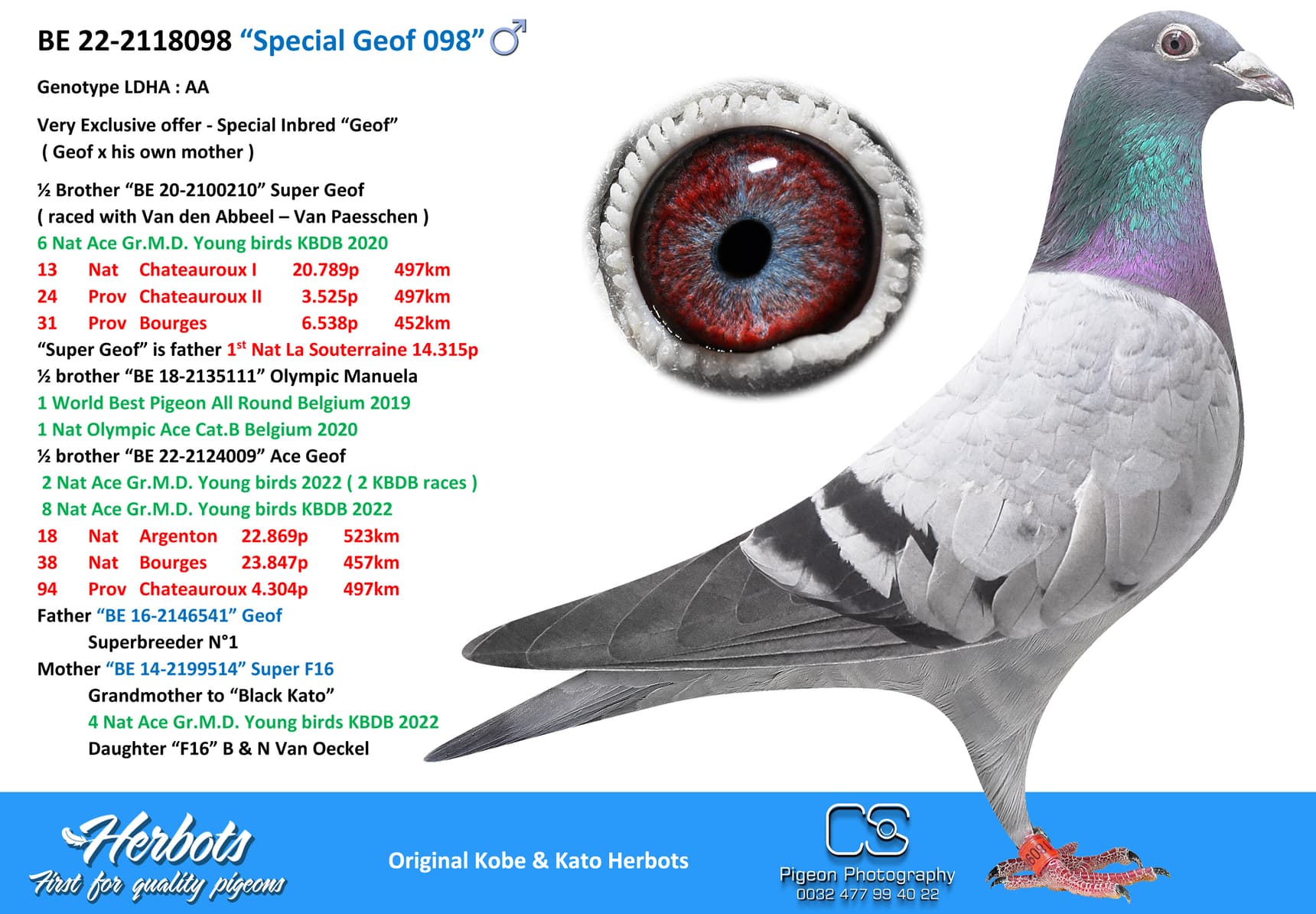 pigeon: undefined