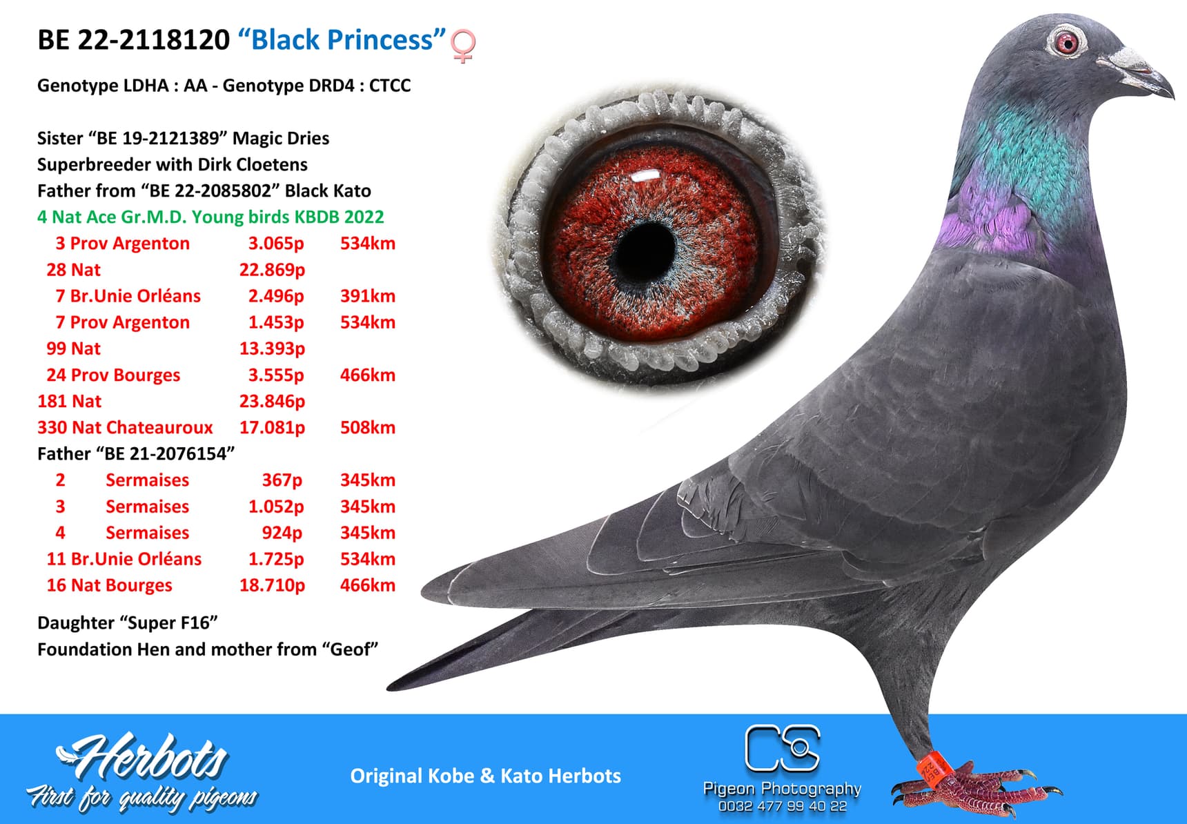 pigeon: undefined