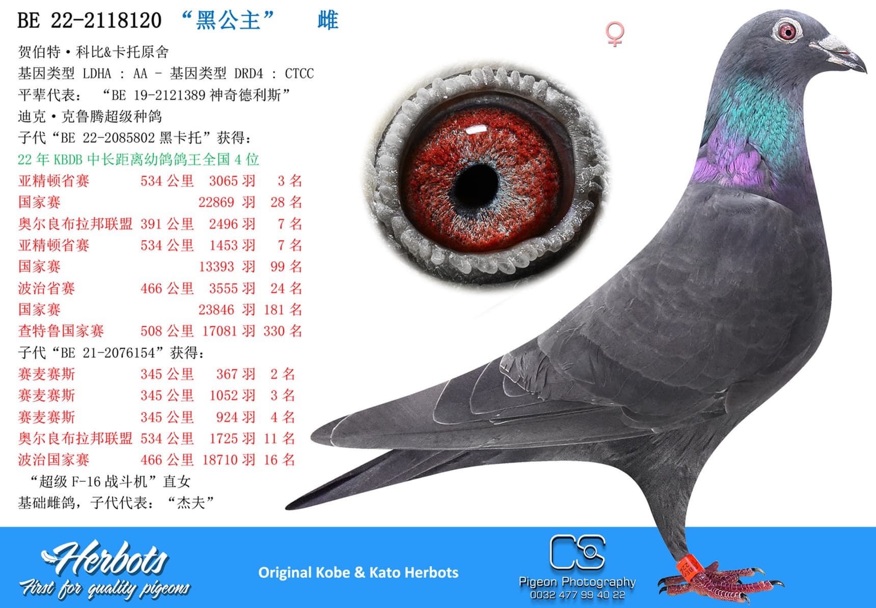 pigeon: “黑公主”