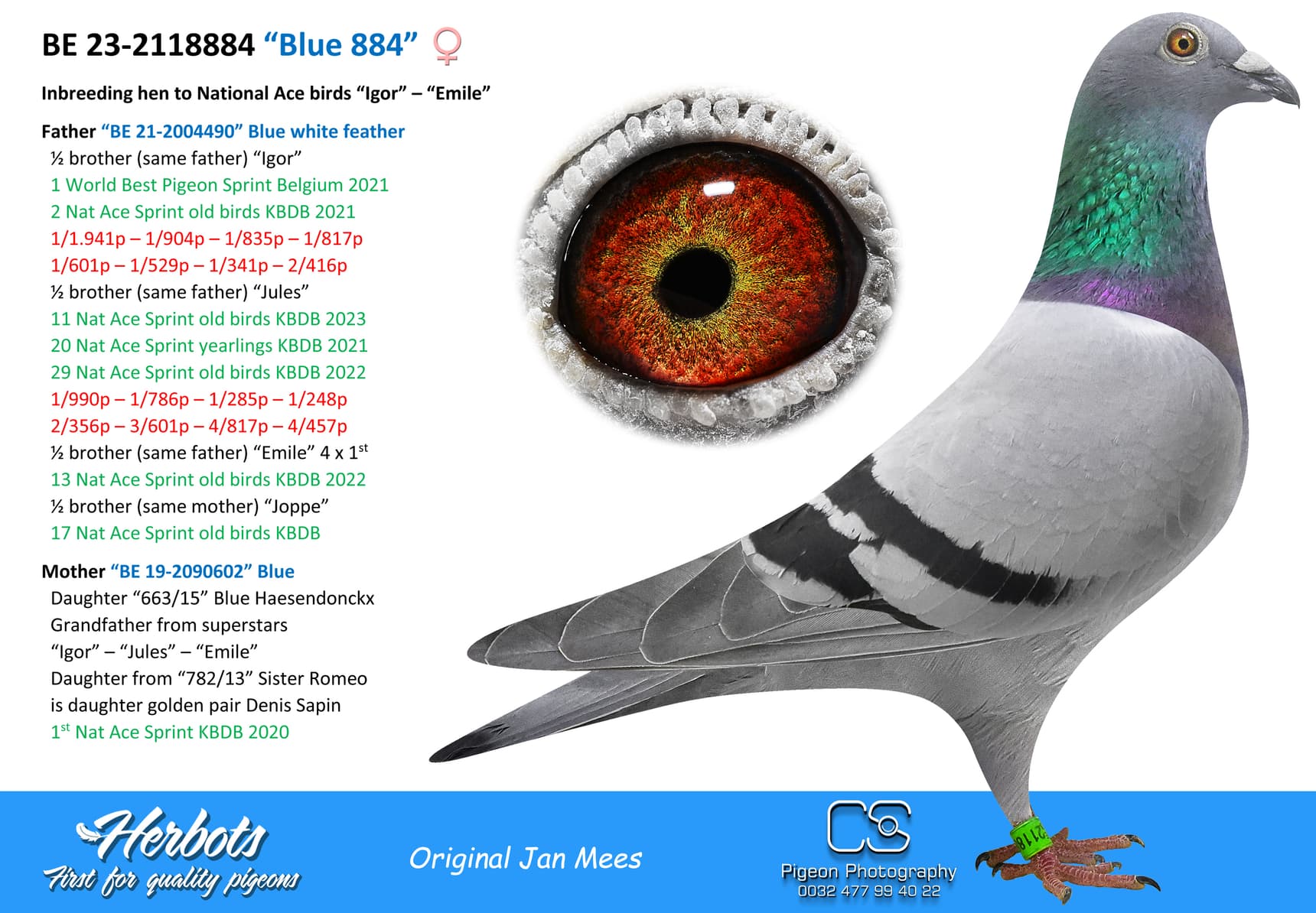 pigeon: “Blue 884”