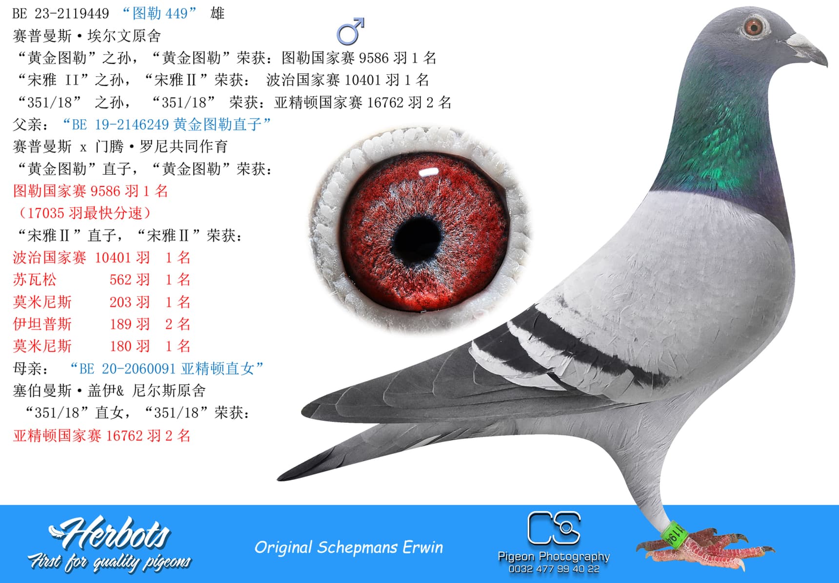 pigeon: undefined